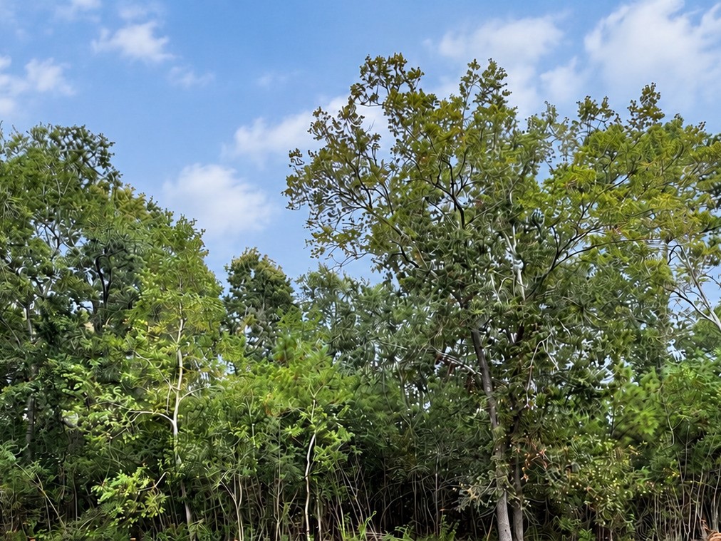 Wooded view from backyard