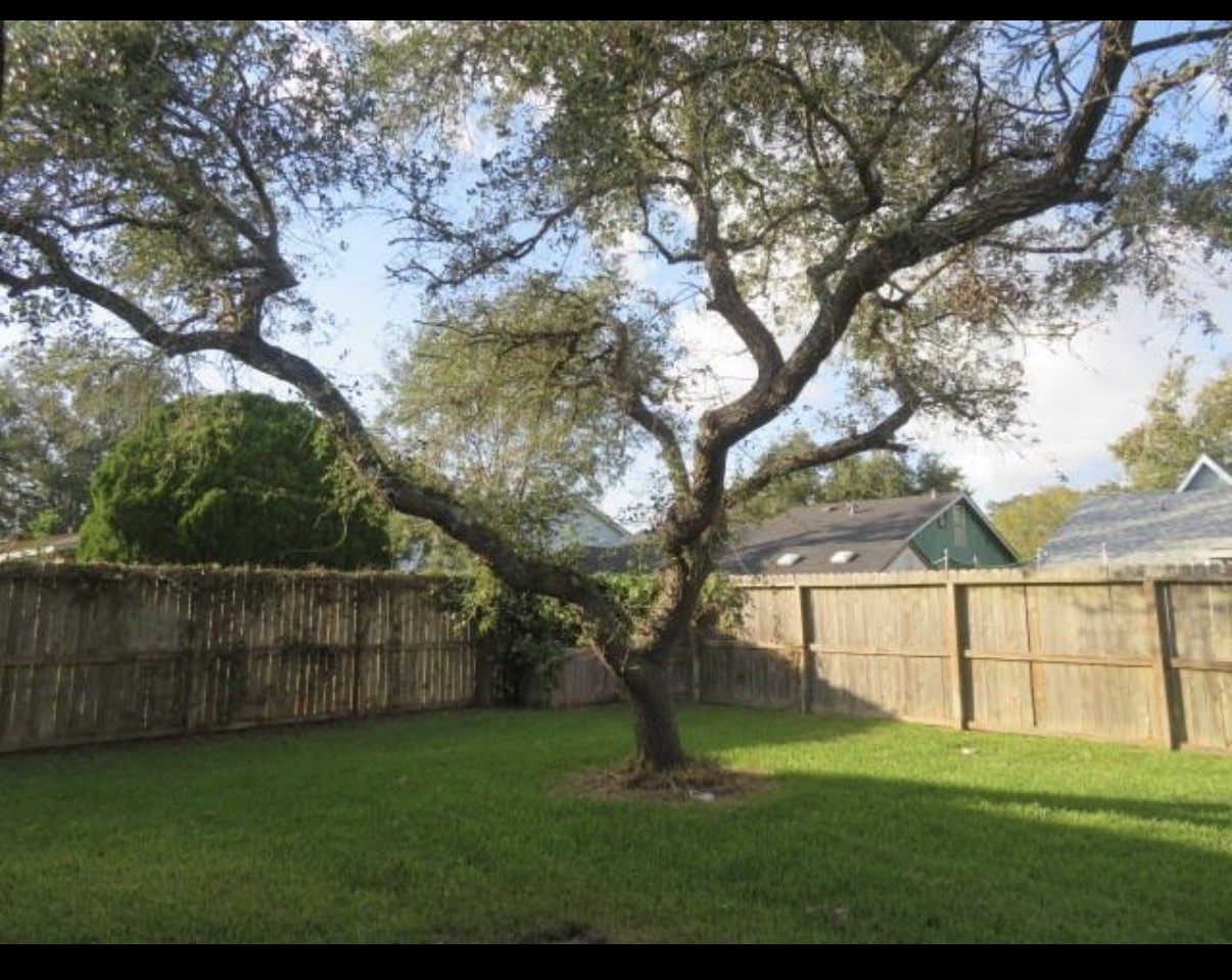 Pretty tree in backyard