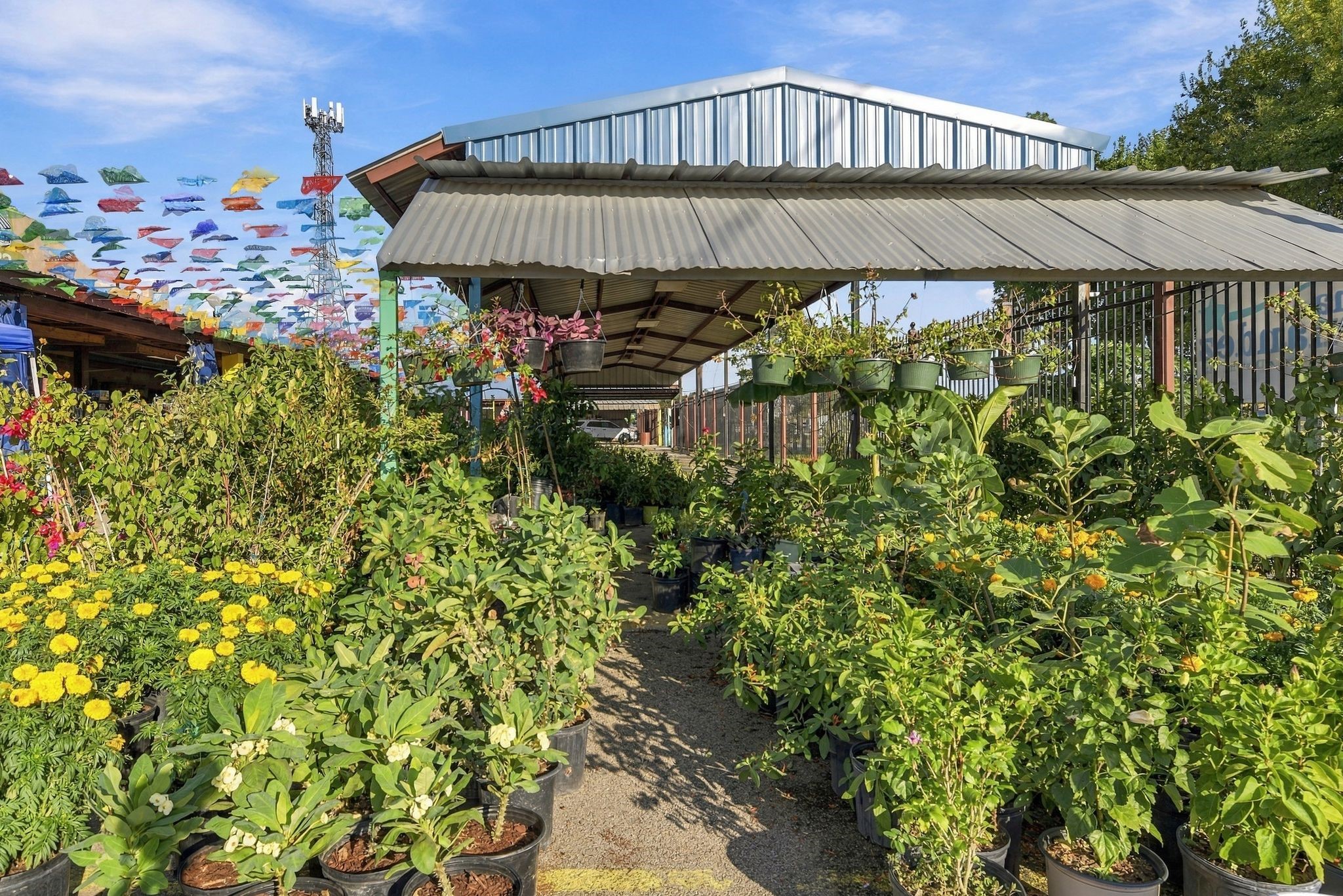 Plants and Flowers at Nearby Farmers Market