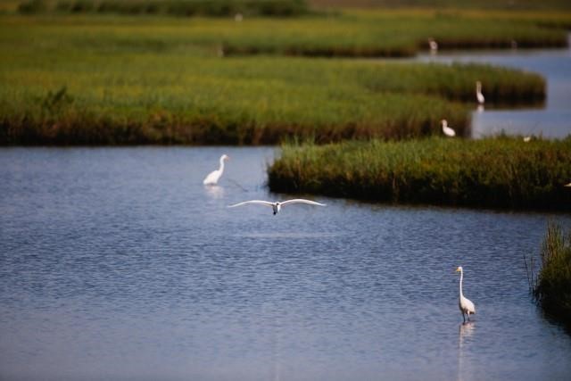 Coastal bird watching