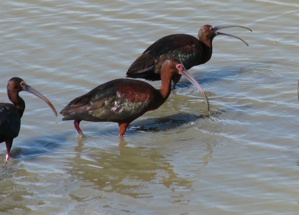 41 Shell Key, Hitchcock, TX 77563