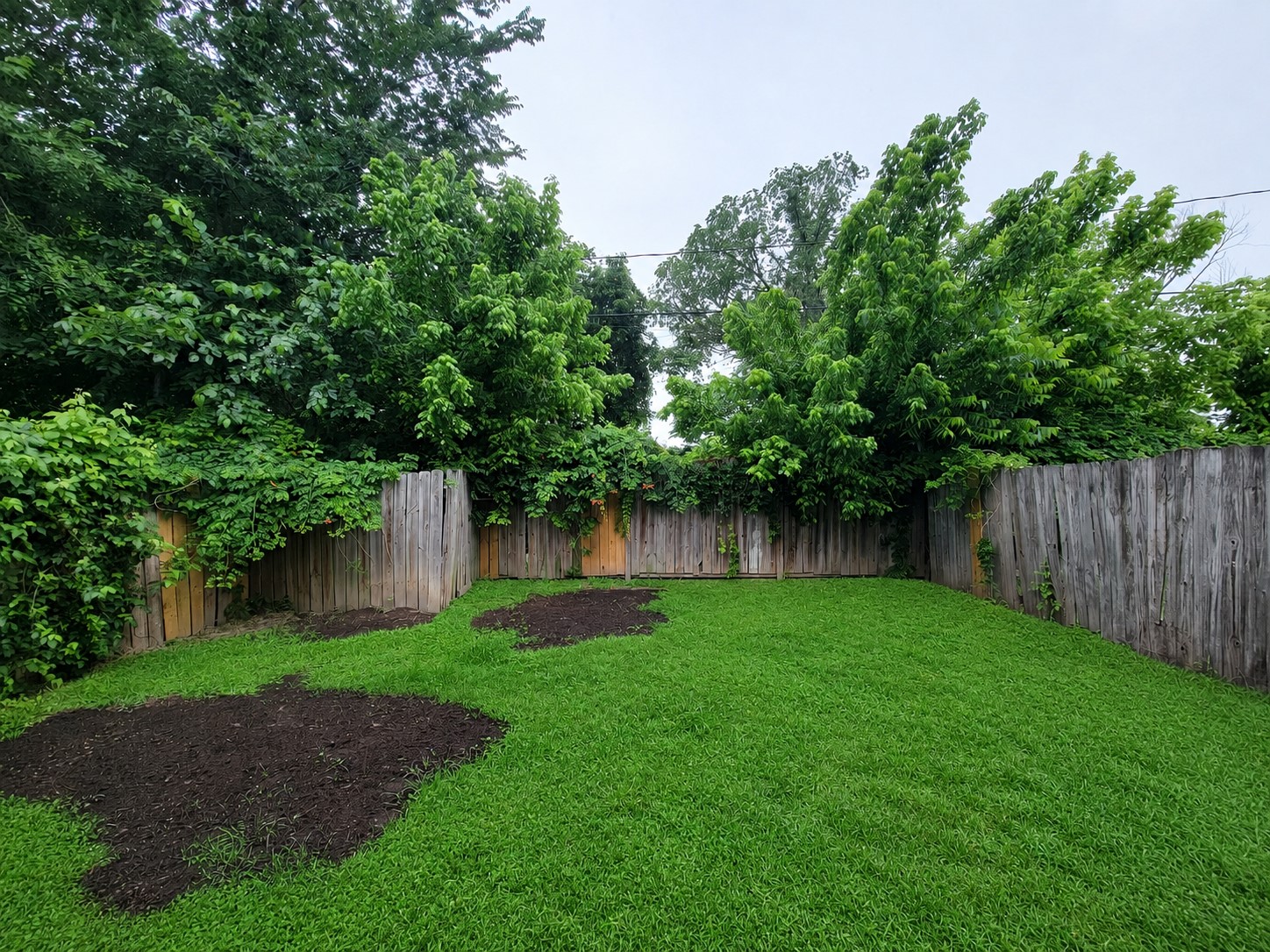Charming fenced backyard with lush greenery and ample space, perfect for outdoor activities and gardening enthusiasts.