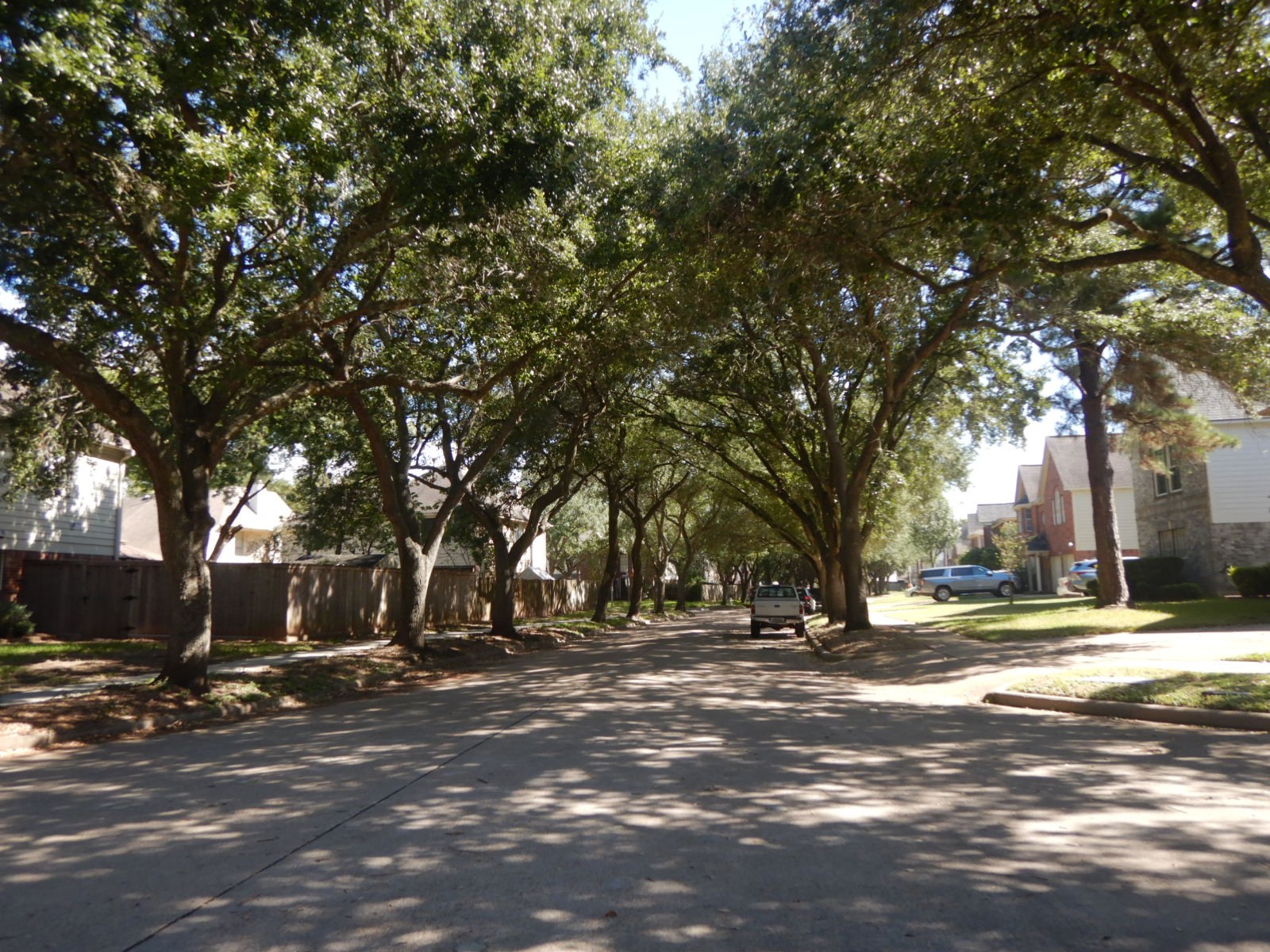 Tree lined street Tree lined street