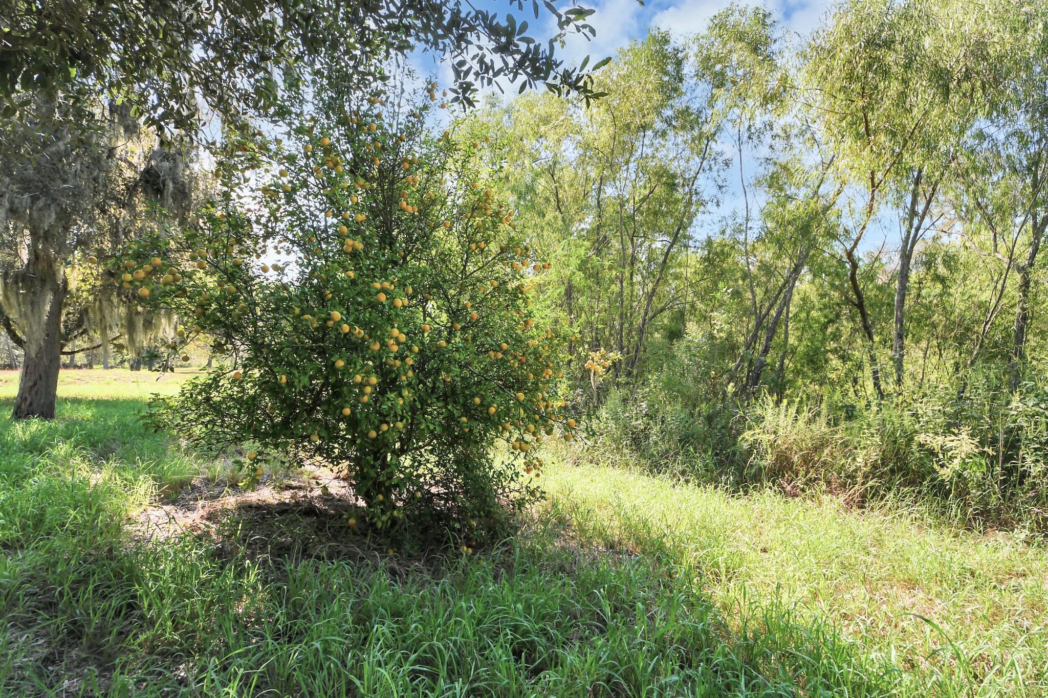 0 Laguna, Needville, TX 77461