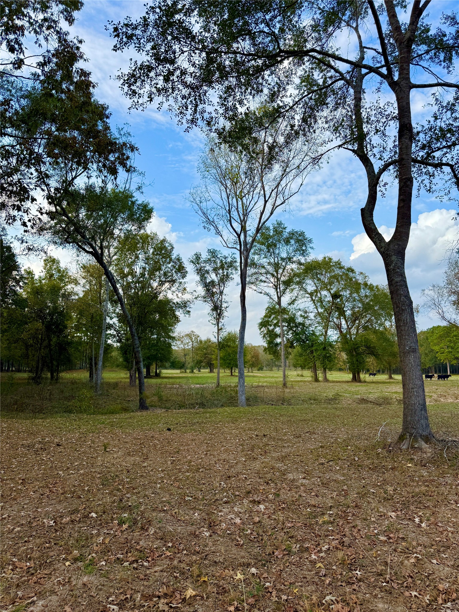 Tract A Sharpwest Trail, Montgomery, TX 77316