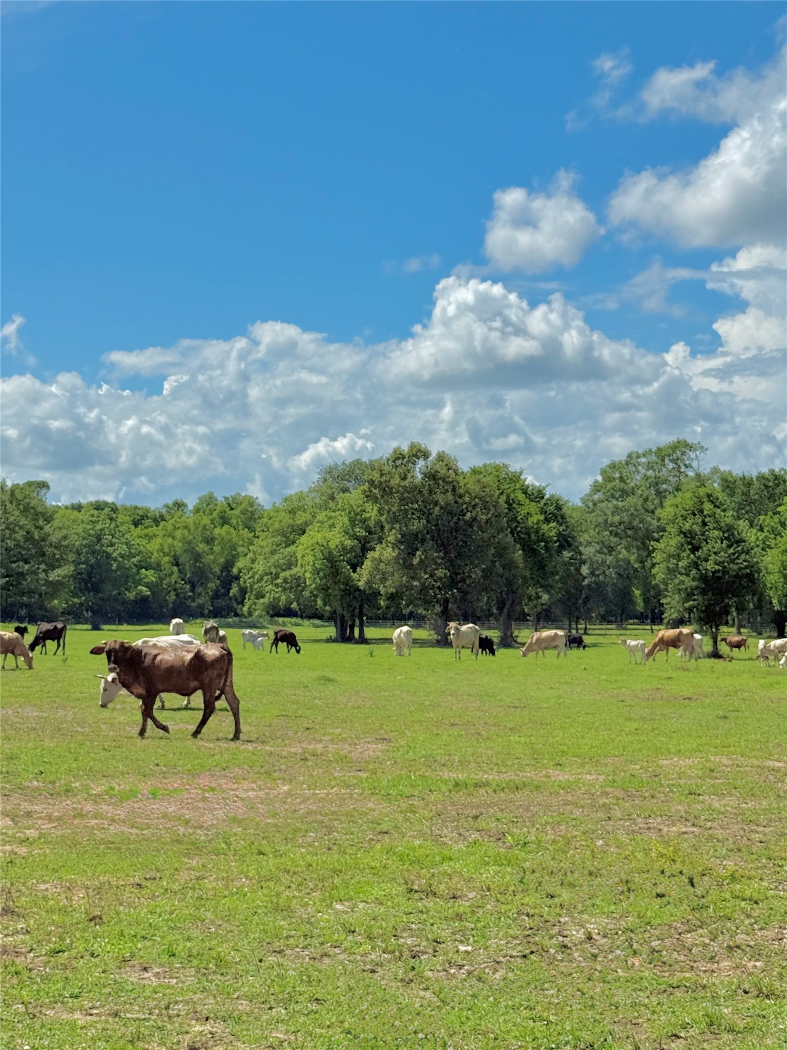 Tract A Sharpwest Trail, Montgomery, TX 77316