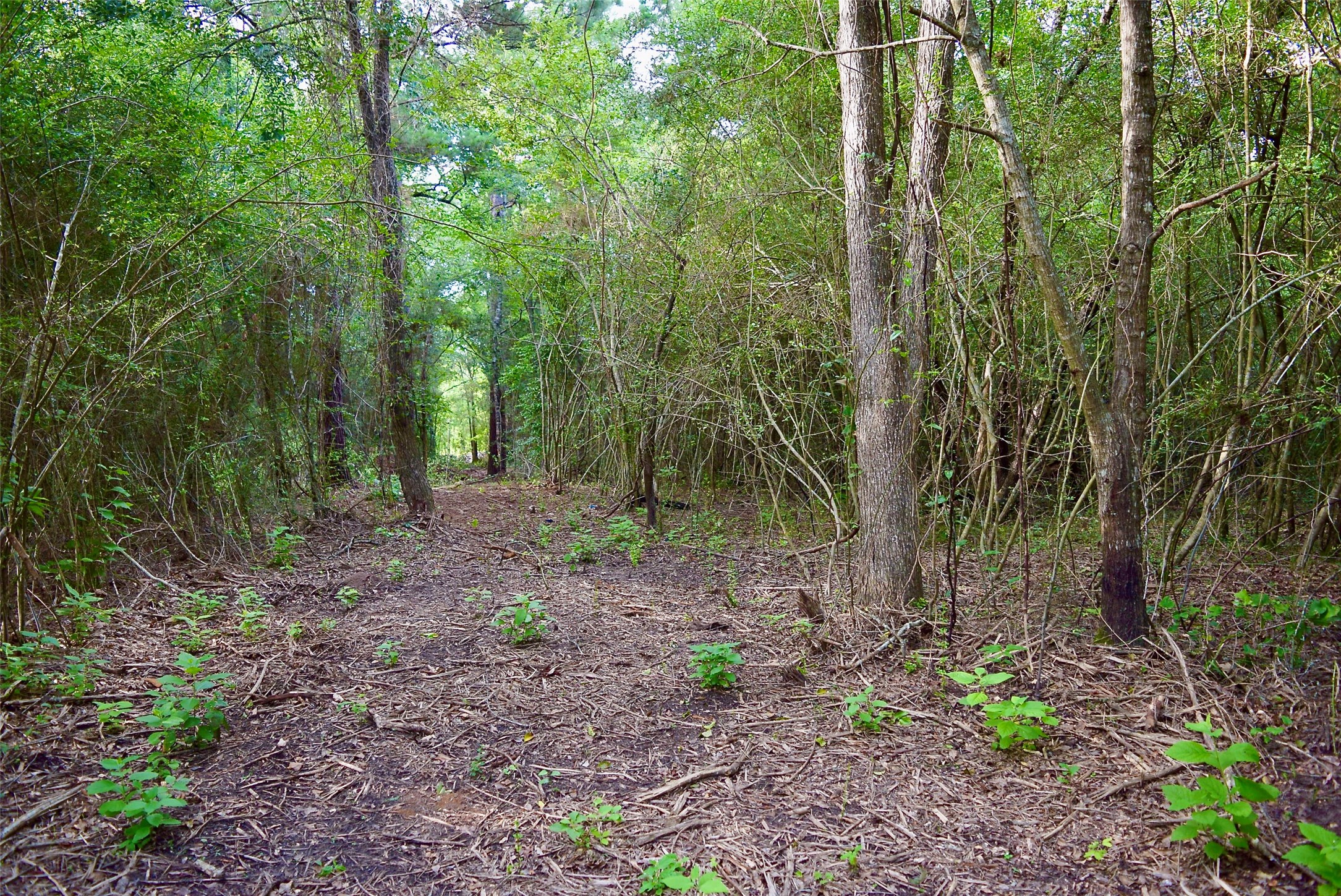 TBD Sharp Road, Montgomery, TX 77356