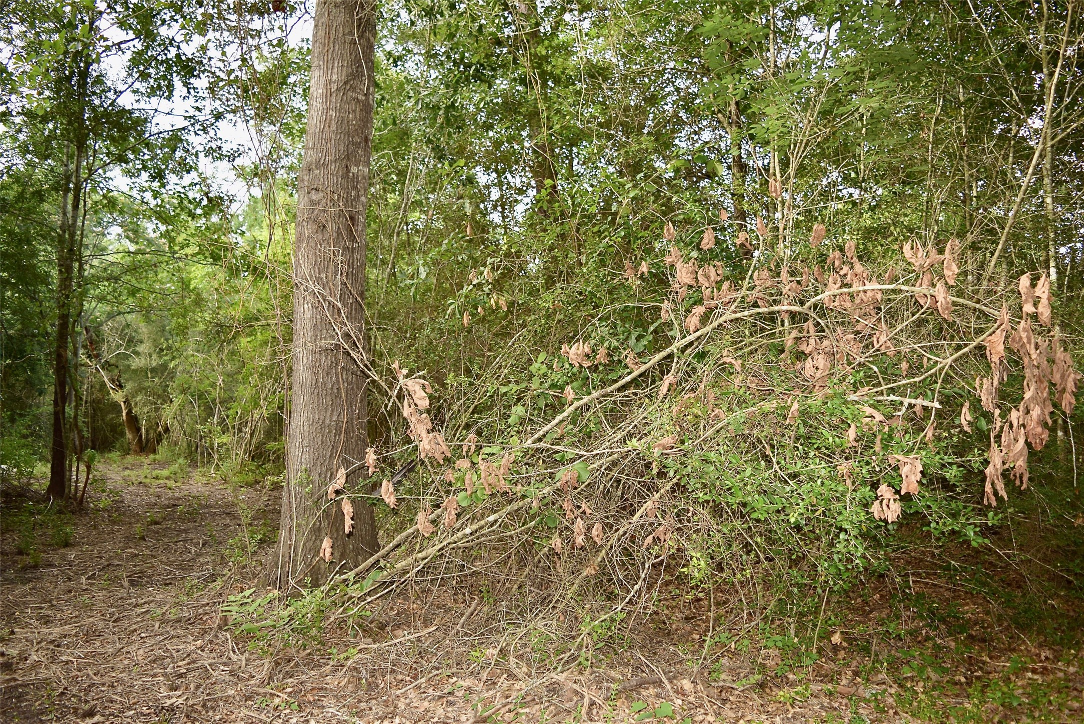 TBD Sharp Road, Montgomery, TX 77356