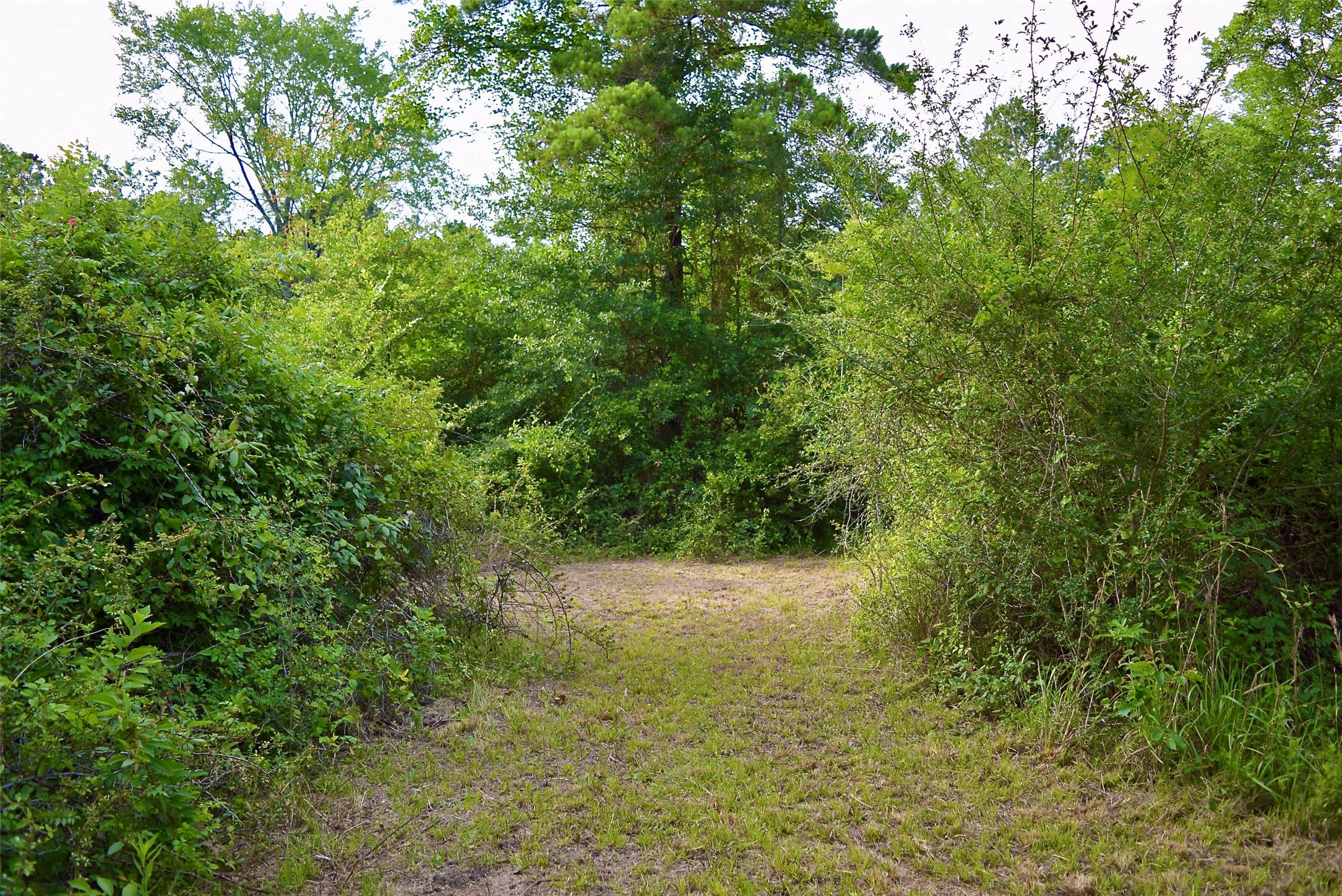 TBD Sharp Road, Montgomery, TX 77356