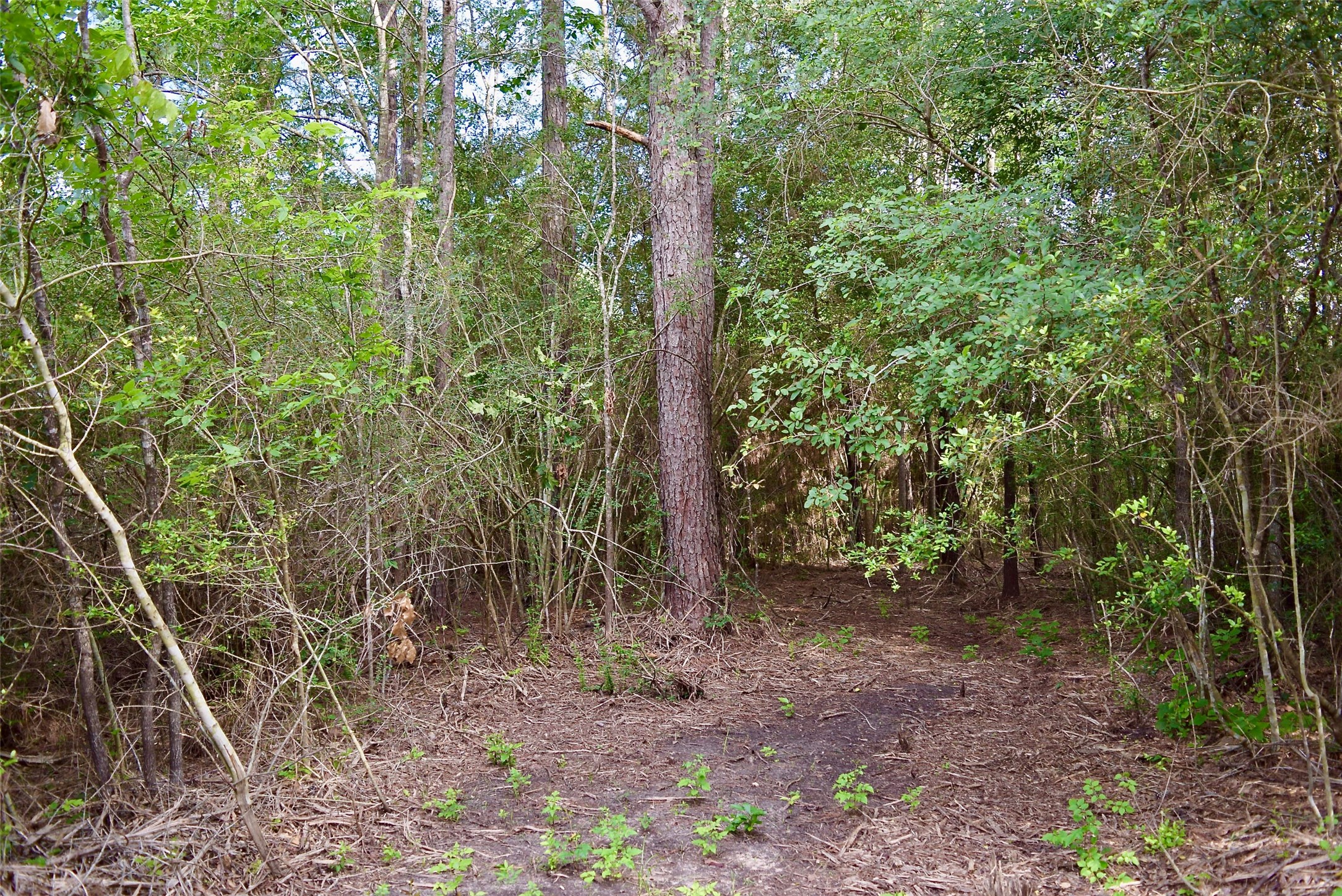TBD Sharp Road, Montgomery, TX 77356