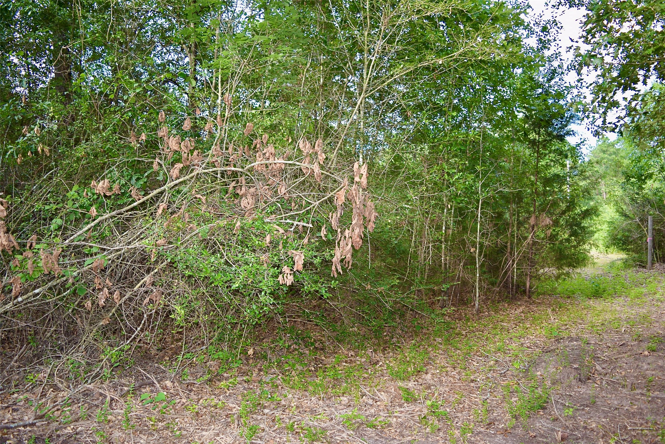 TBD Sharp Road, Montgomery, TX 77356