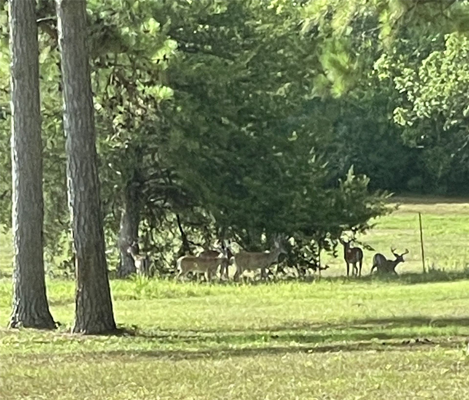 7.7 ac 3935 Spring Branch Road, Montgomery, TX 77316