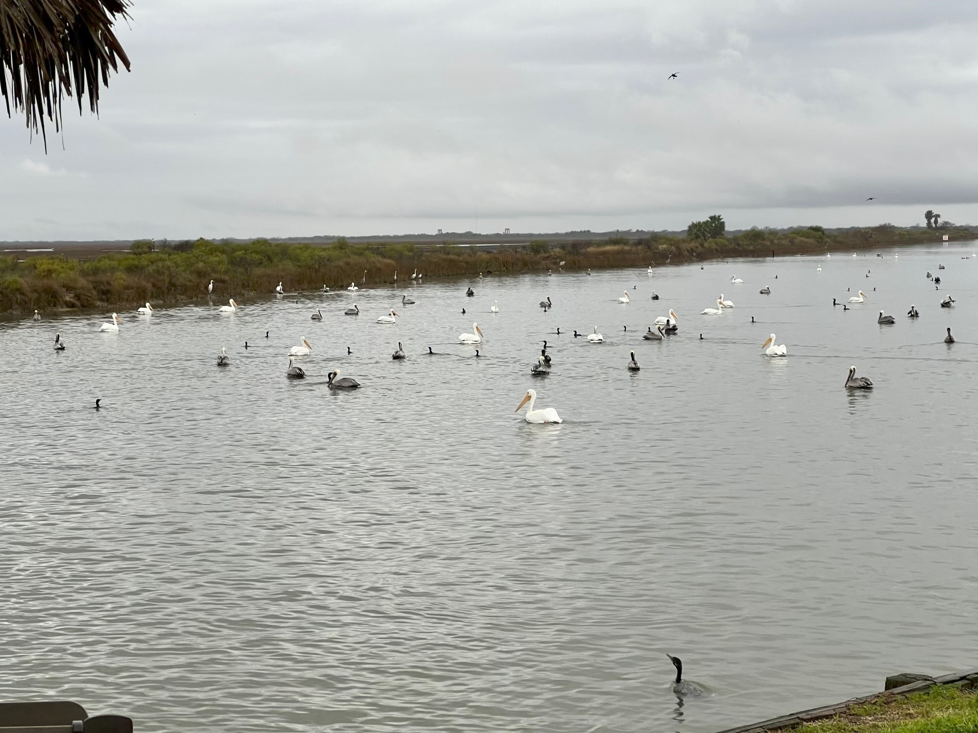 Even the birds know where the best fishing is!