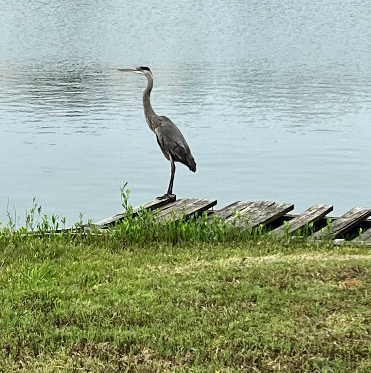 Beautiful Blue Heron.  Nature Lovers and Bird Watchers Paradise!