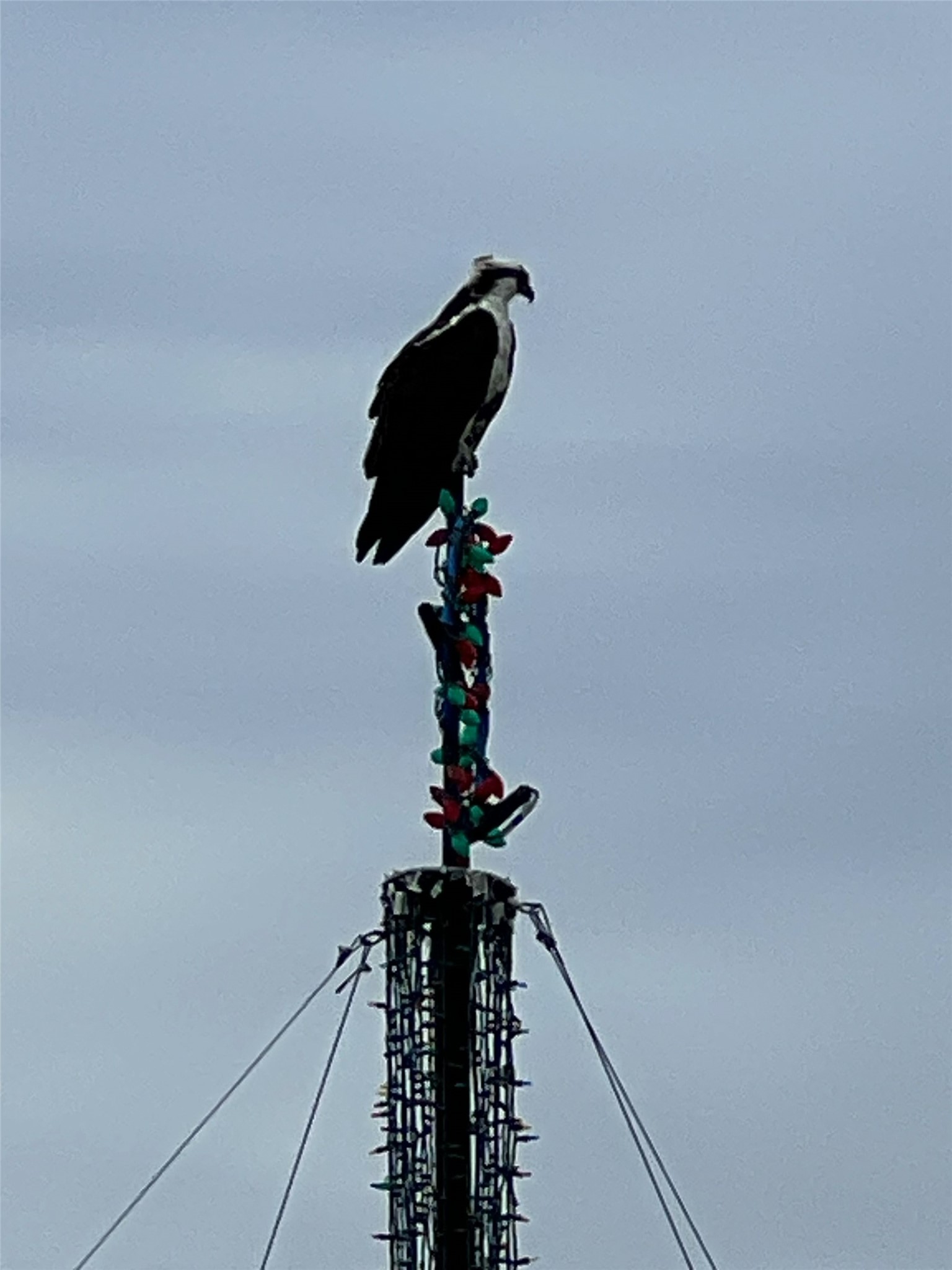 Osprey has made 1318 Blue Heron his home.