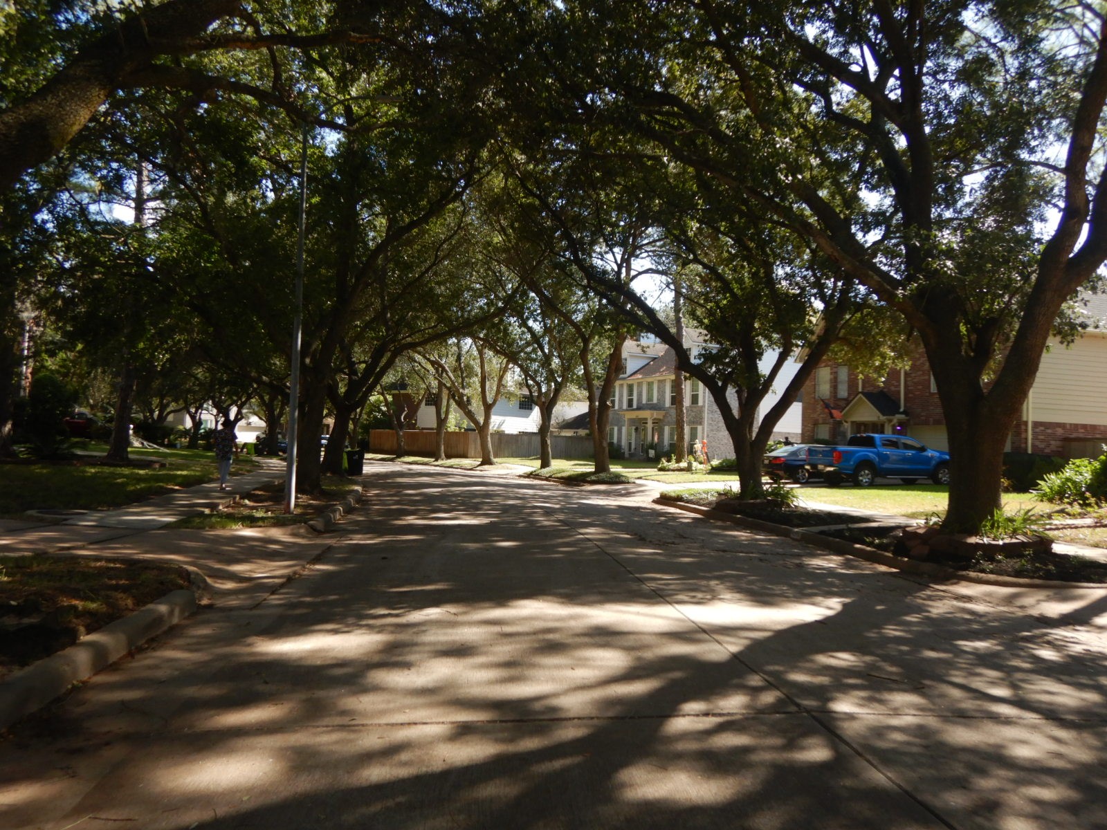 Tree lined street Tree lined street