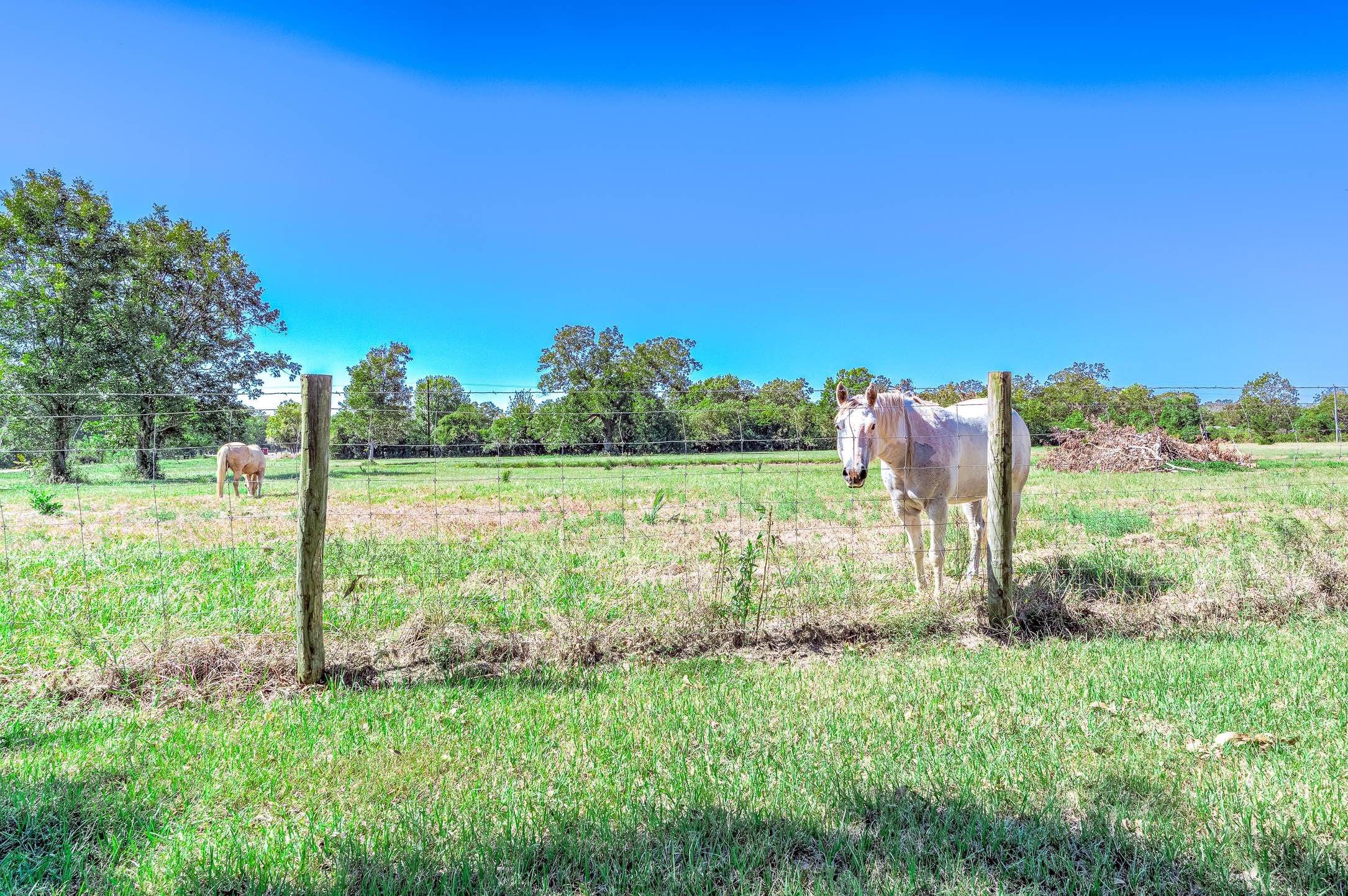 Fenced pasture on this Sweeny, TX acreage, ready for horses, cattle or goats, with mature trees along the property line. This photo may be edited using AI tools.