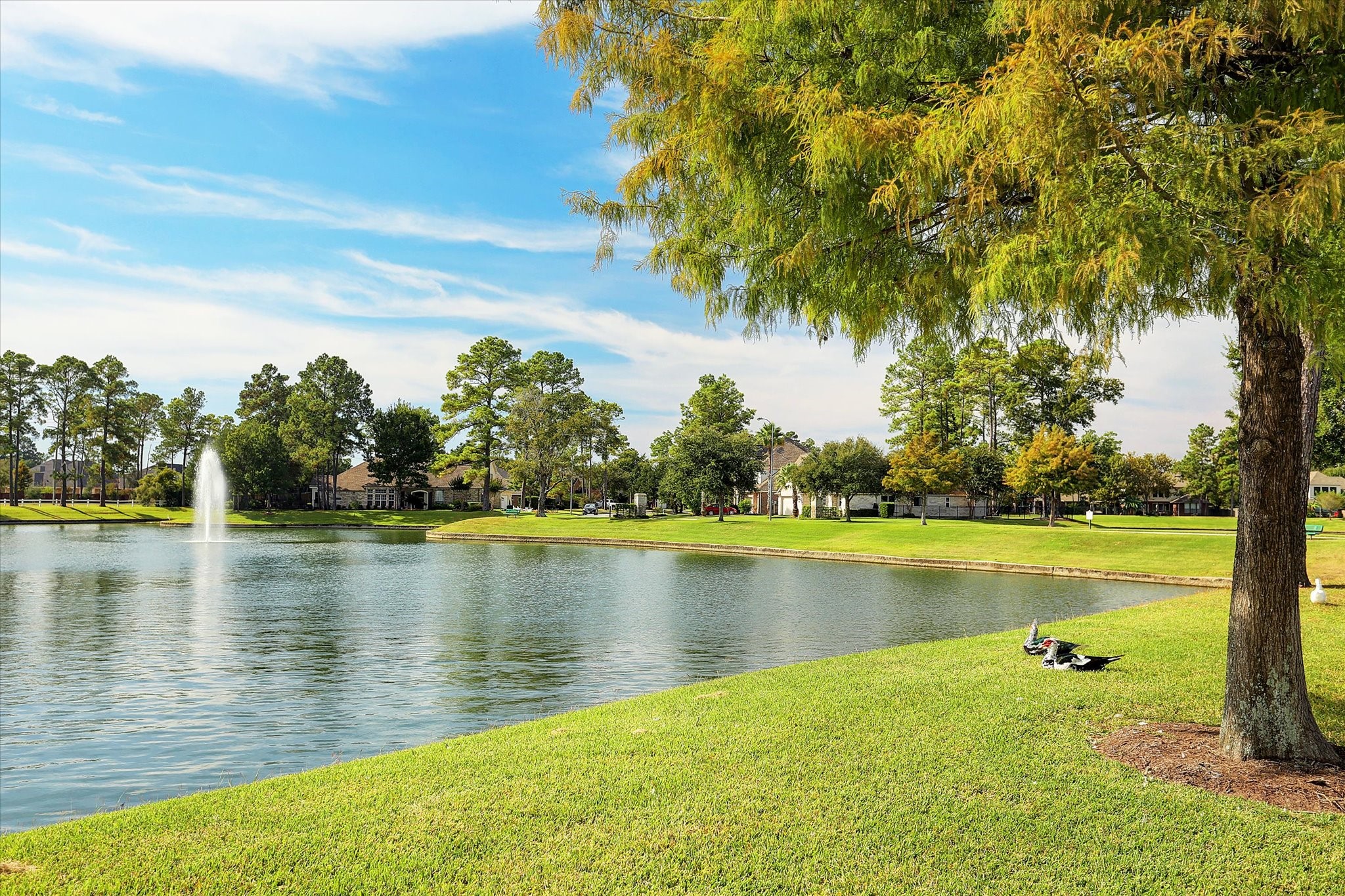 Imagine starting your morning with a peaceful stroll past one of Northlake Forest's picturesque duck ponds. With sparkling fountains, mature trees, and plenty of green space, there's beauty to enjoy around every corner.