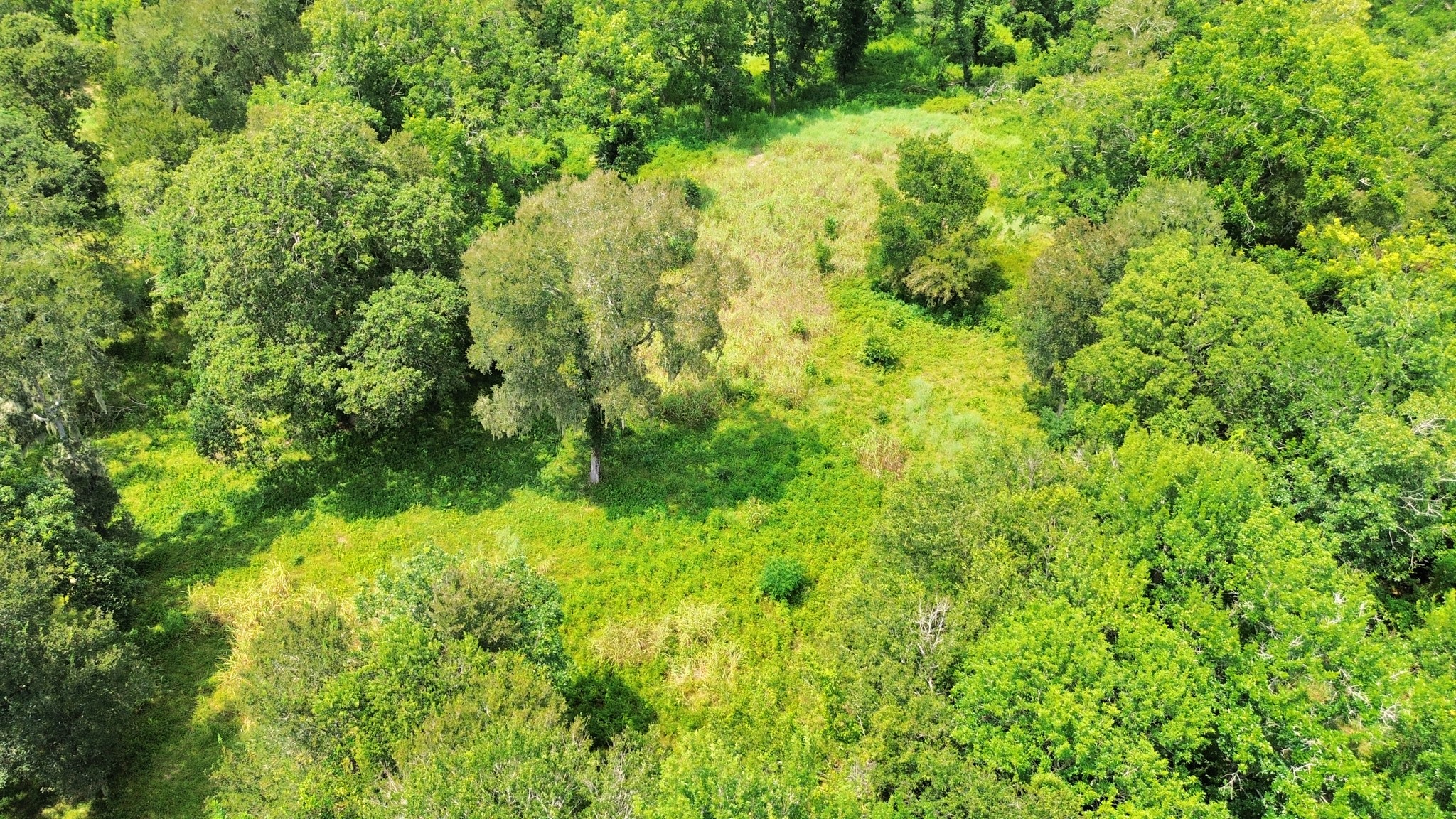 Cleared area
