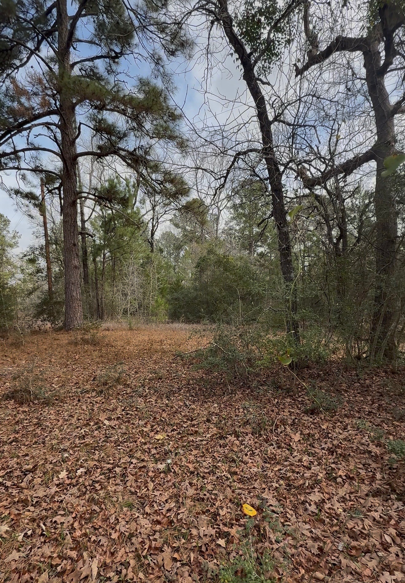 24159 Weeren Road, Montgomery, TX 77316