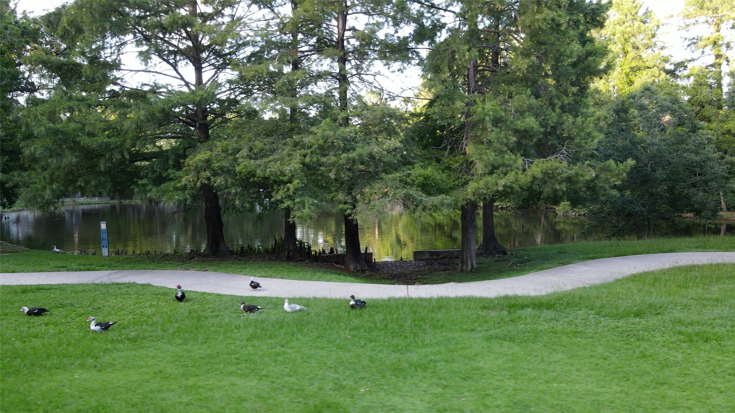 Ducks & ducklings always happy to see you!