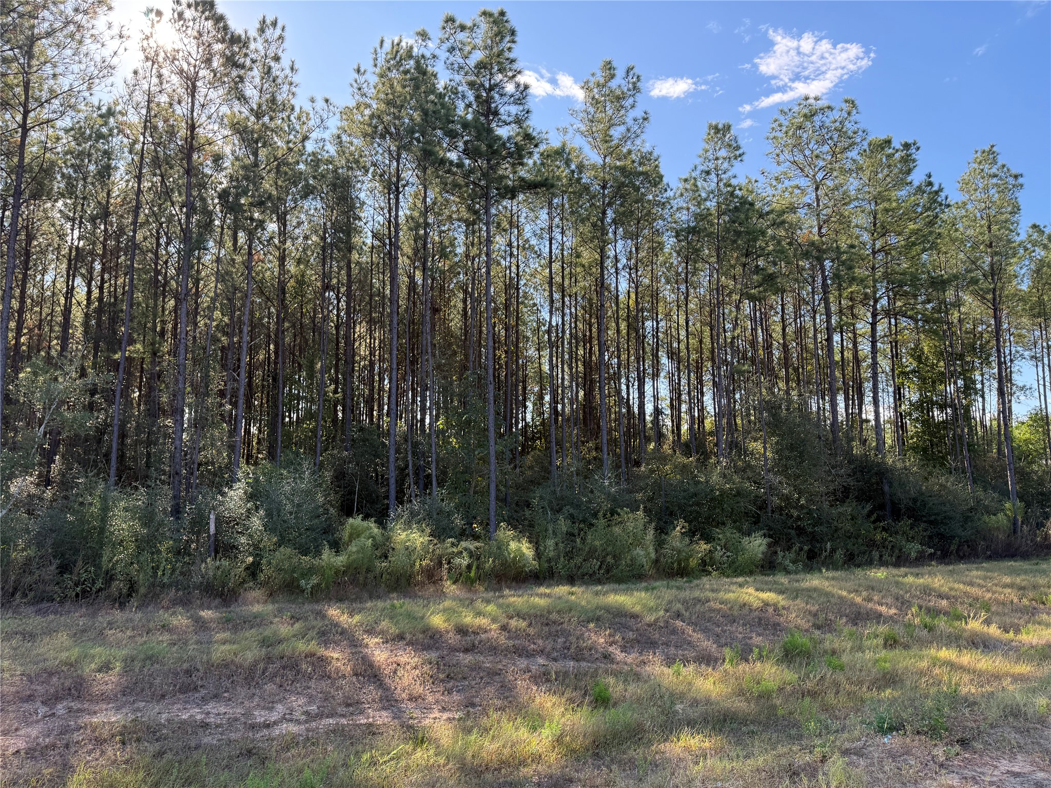 15895 Ridge Oak Road, Willis, TX 77378 15895 Ridge Oak Road, Willis, TX 77378