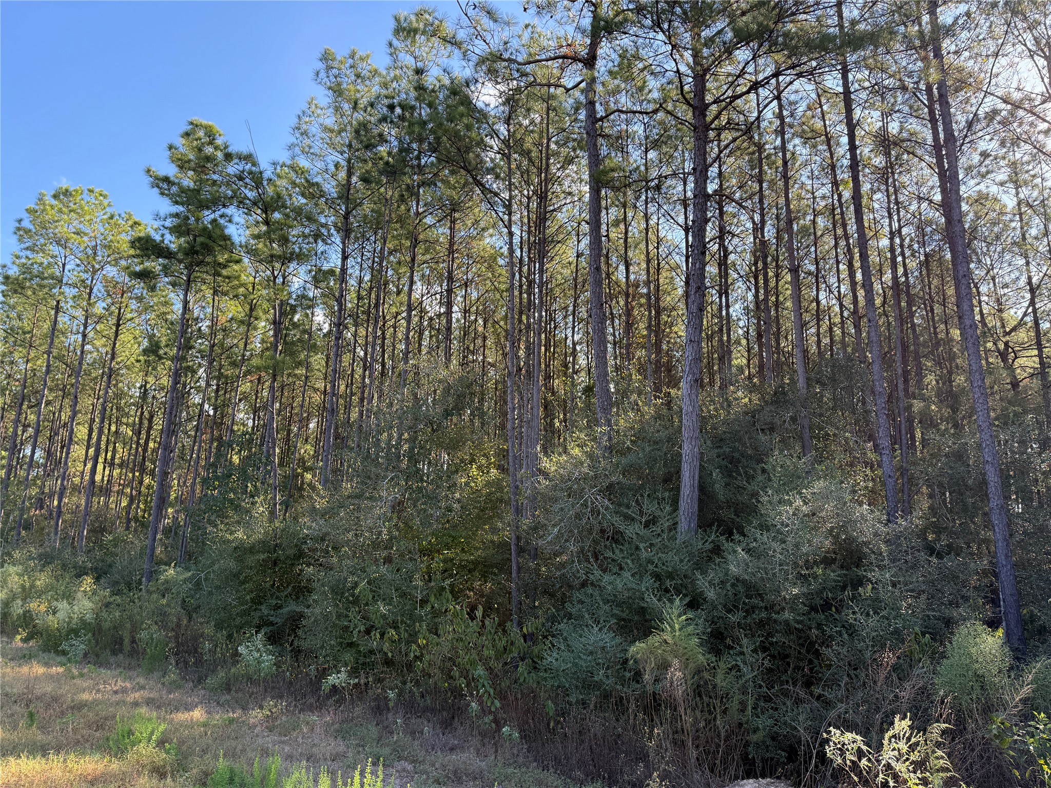 15895 Ridge Oak Road, Willis, TX 77378 15895 Ridge Oak Road, Willis, TX 77378