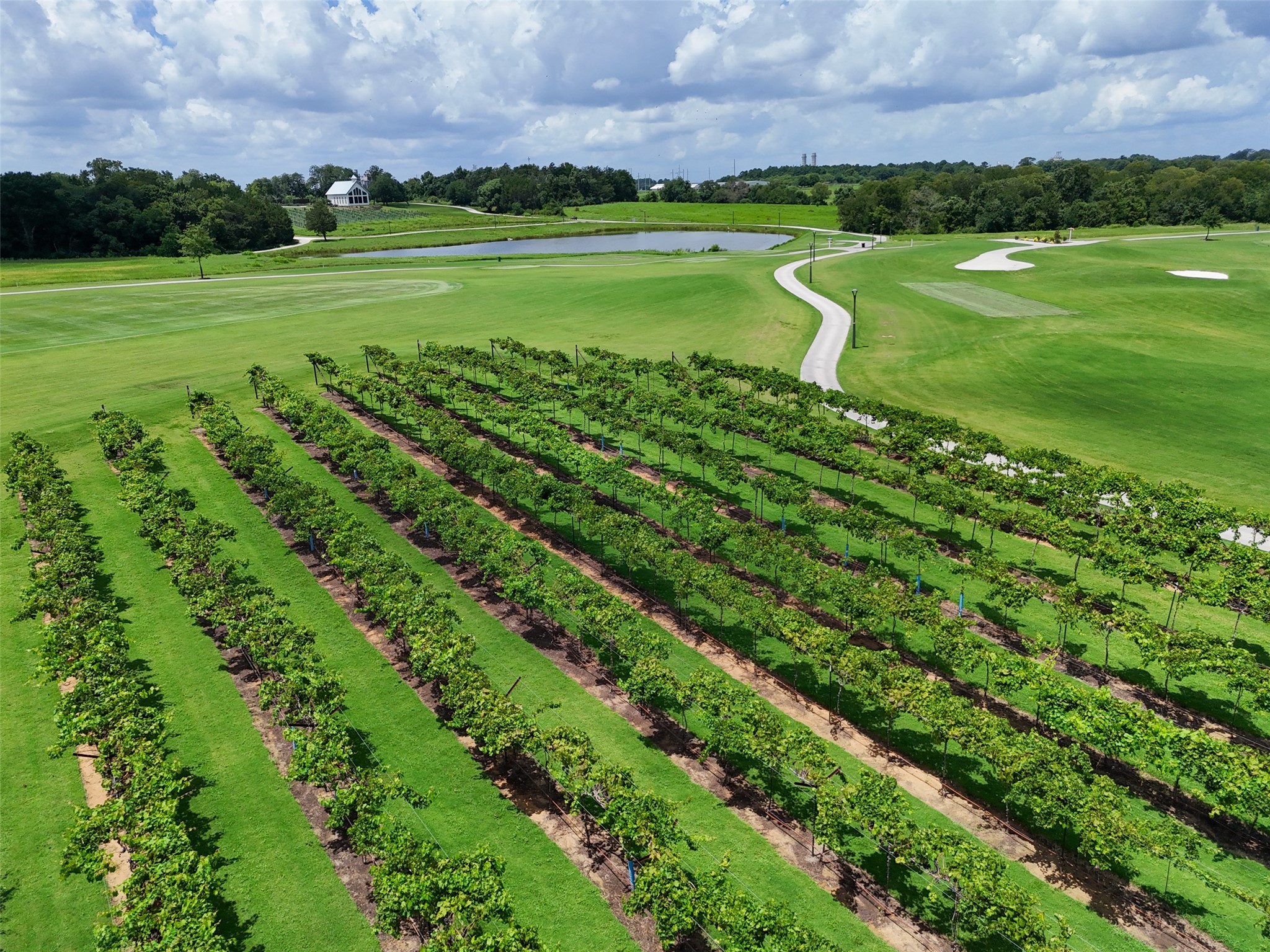 Chambers Creek vineyard