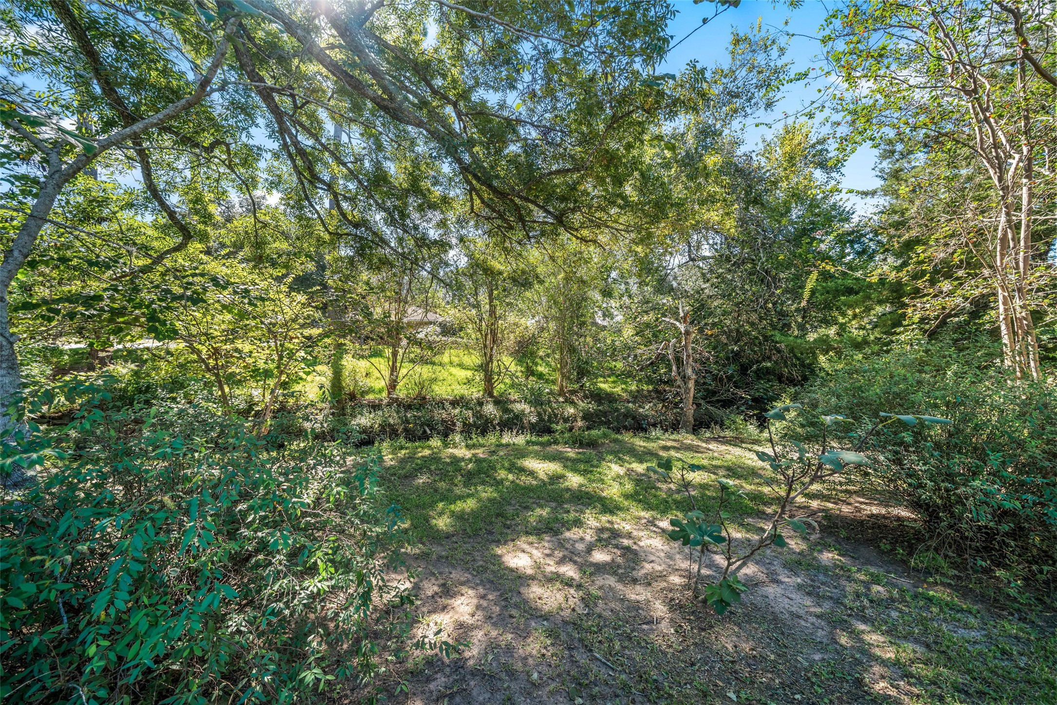 Wooded area with mature trees, natural ground cover, and dappled sunlight.