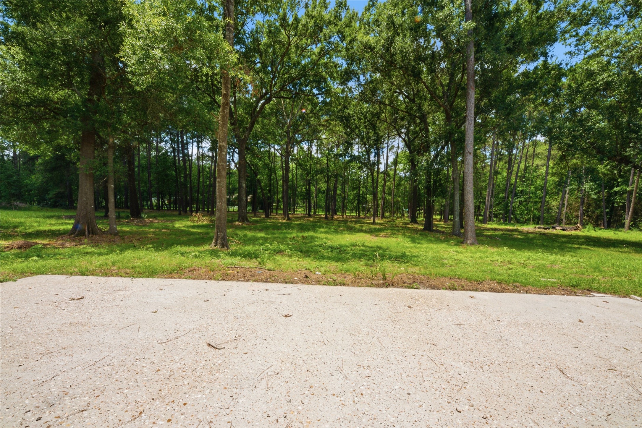 Mature wooded section of the 1.67-acre lot showing cleared usable ground, tall pines, and oak trees. Equestrian-friendly per deed restrictions, ample space for paddock, barn, or simple privacy buffer.