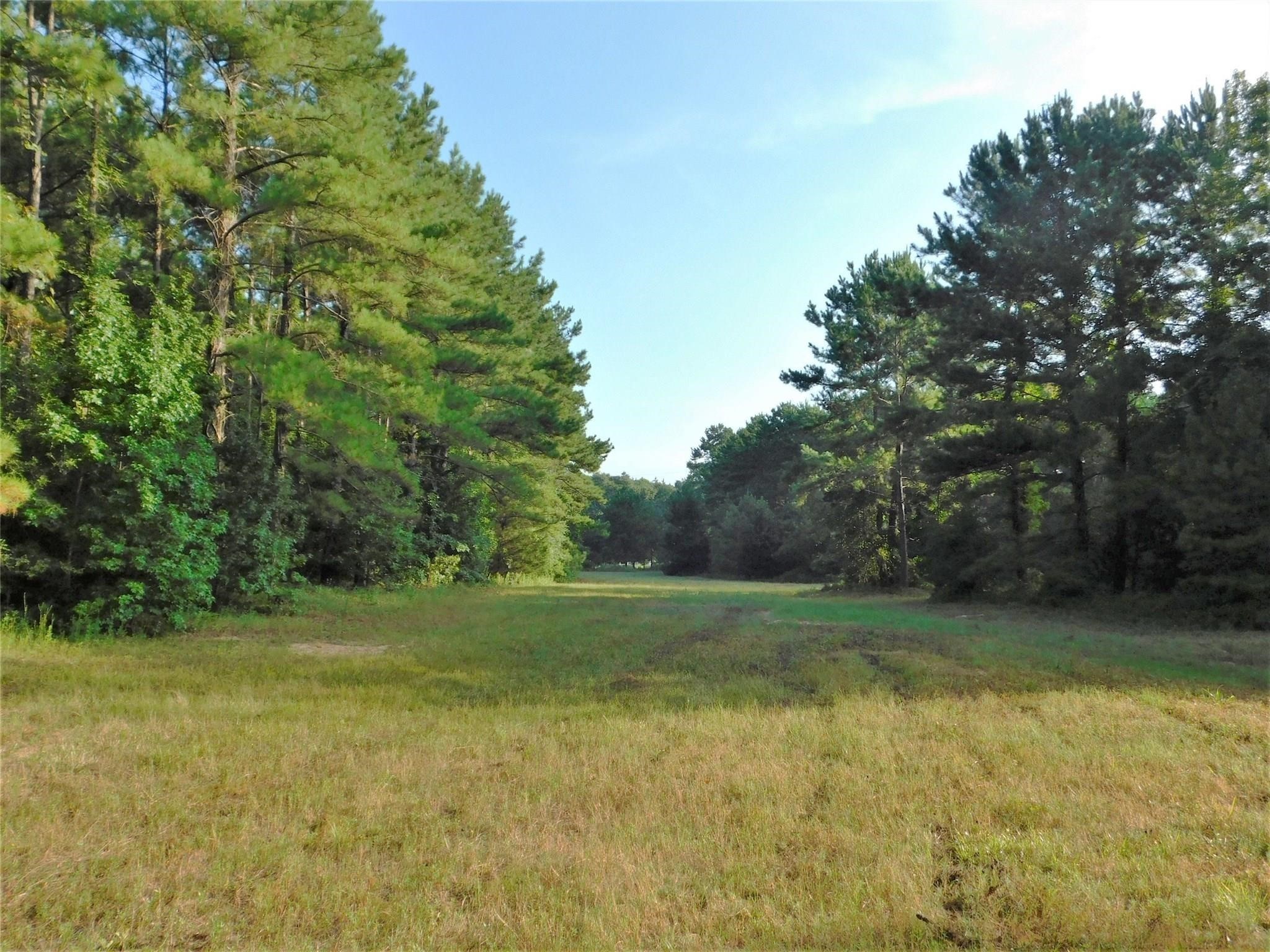 11914 Browder Traylor Road, Conroe, TX 77303
