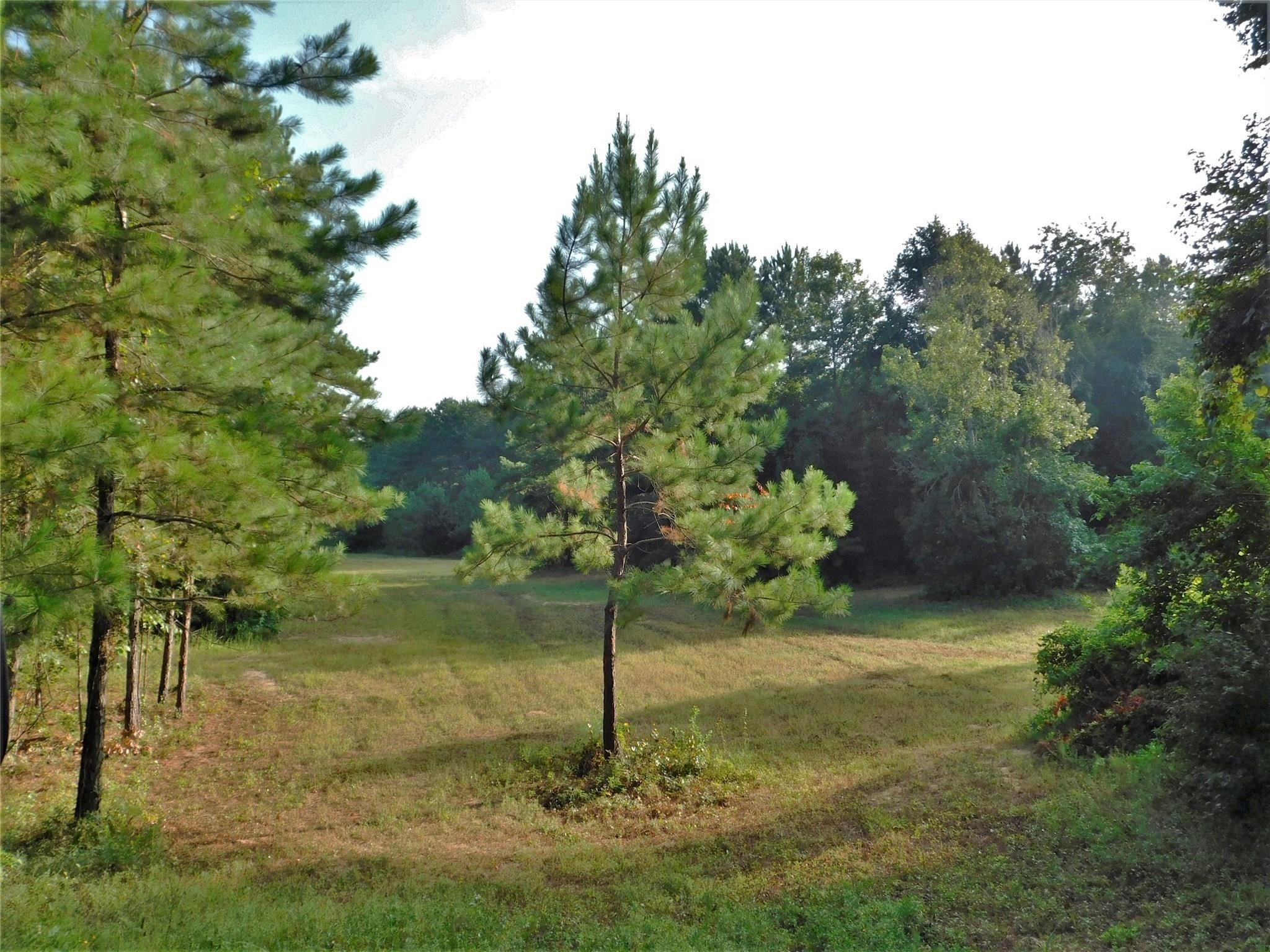 11914 Browder Traylor Road, Conroe, TX 77303