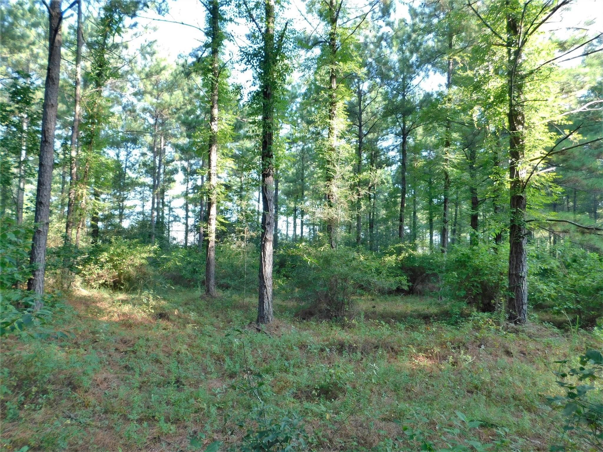 11914 Browder Traylor Road, Conroe, TX 77303