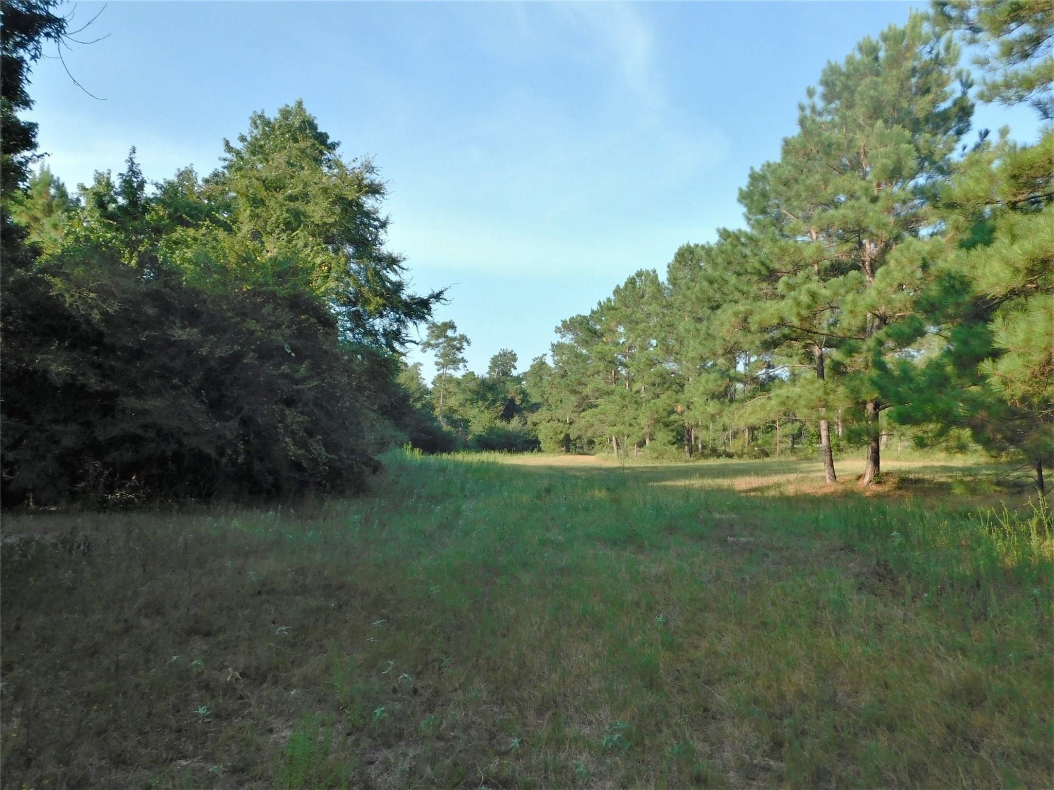 11914 Browder Traylor Road, Conroe, TX 77303