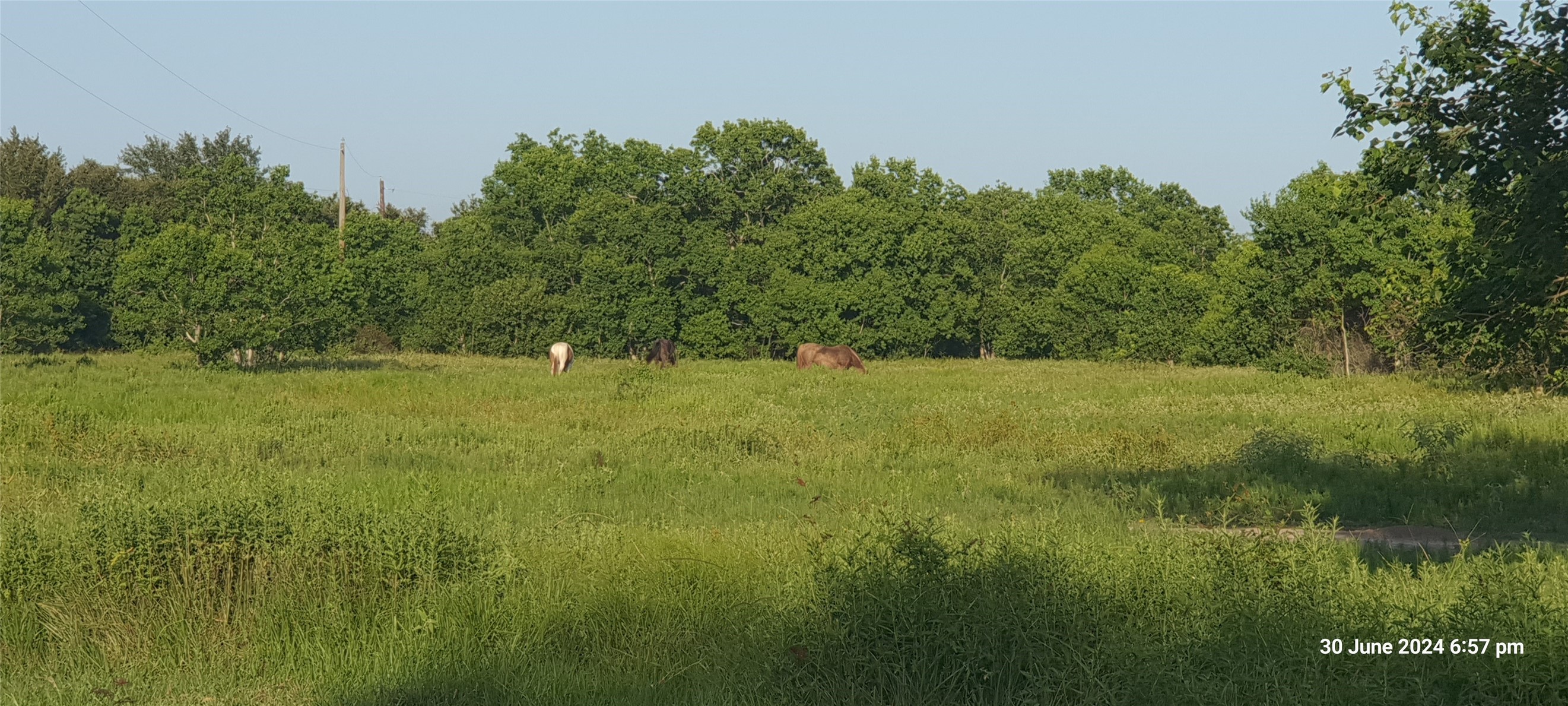 28828 Fm 1462 Road, Damon, TX 77430