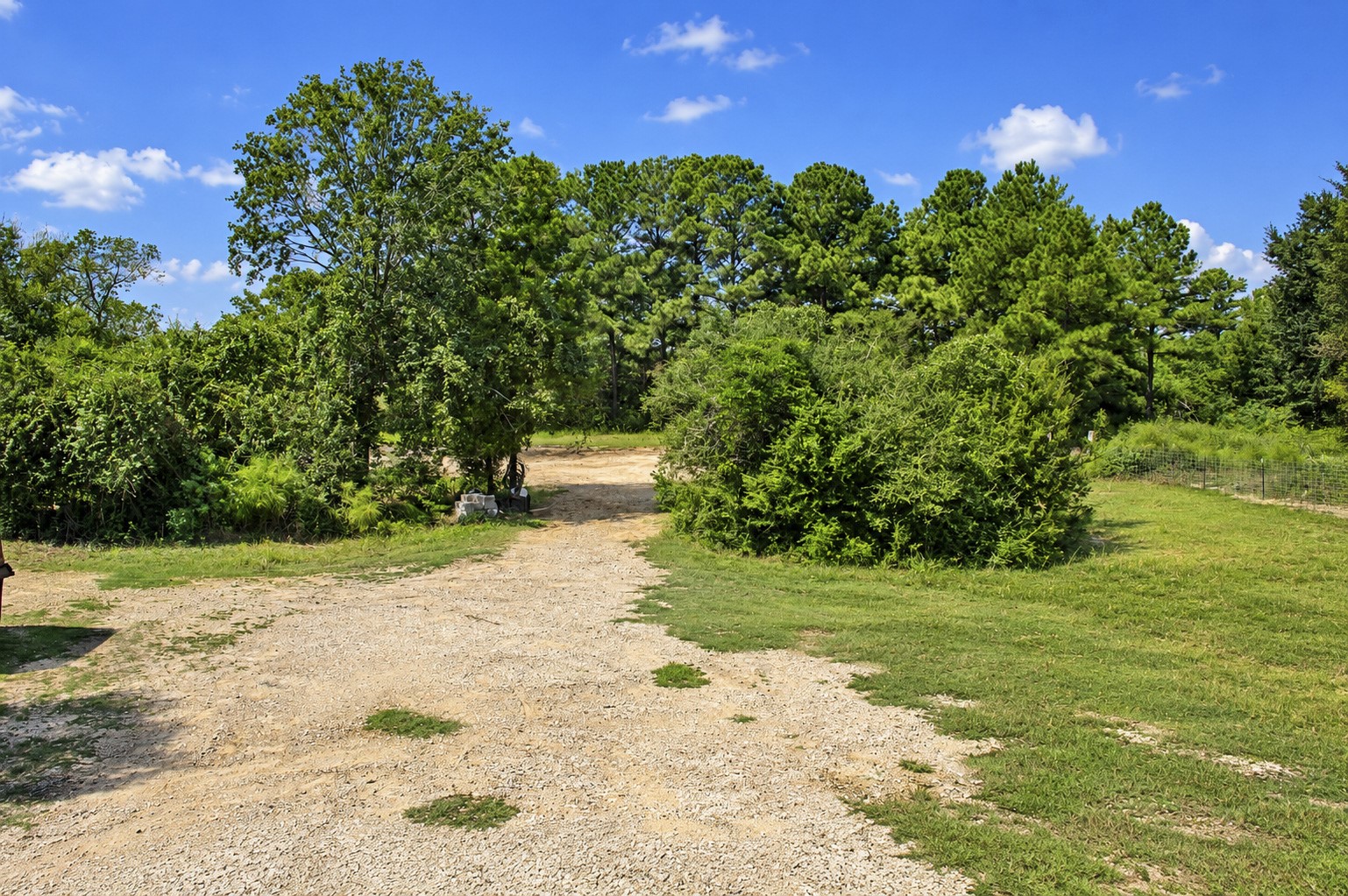 Expansive backyard with mature trees, offering privacy and natural beauty.