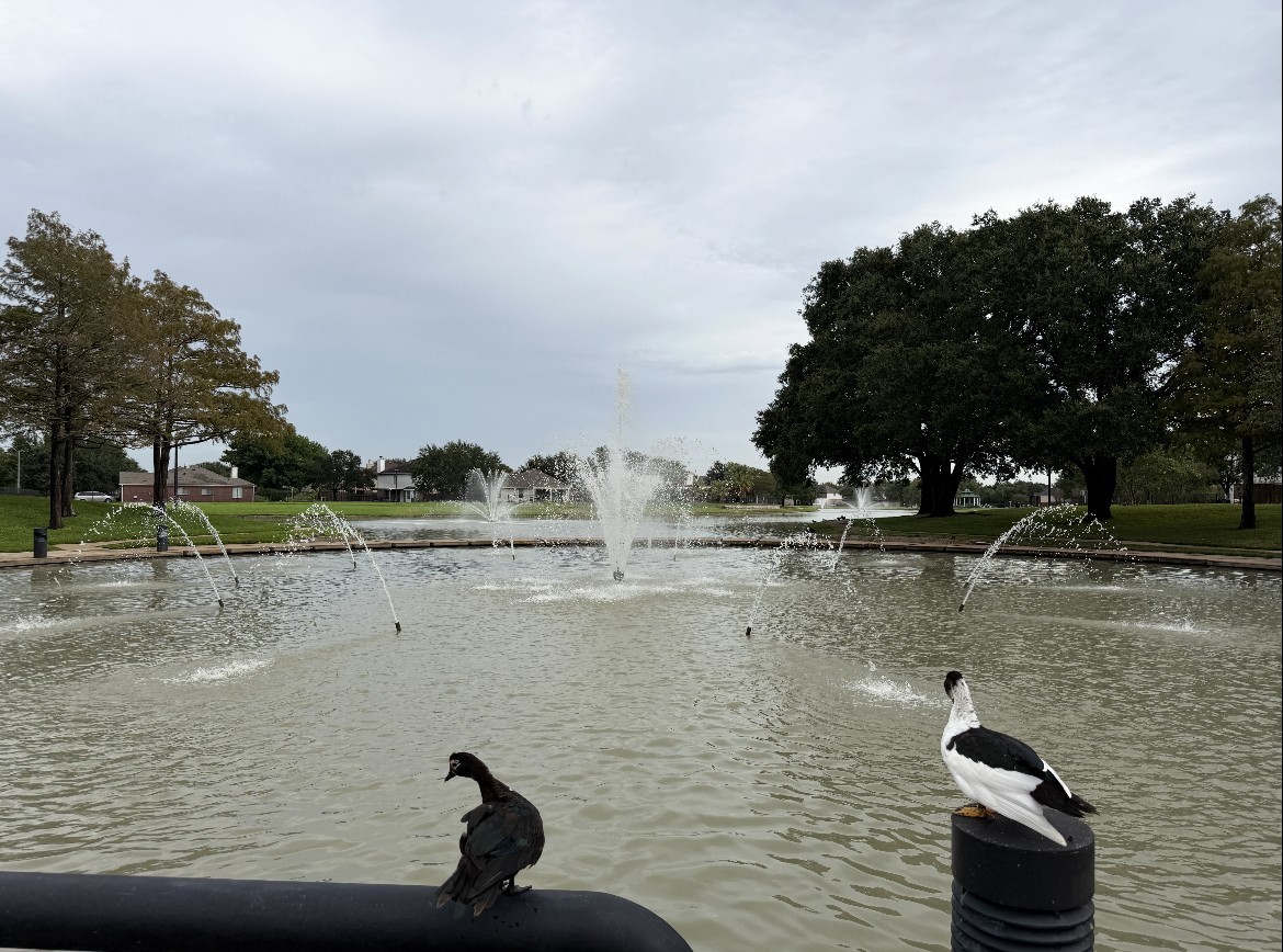 Enjoy nature at the neighborhood duck pond!