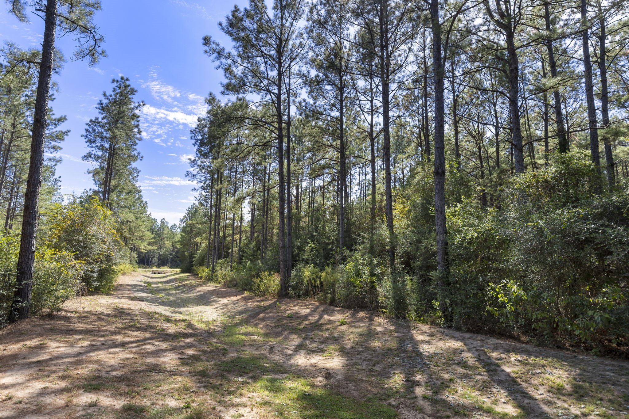 16002 Forest Mill Road, Willis, TX 77378