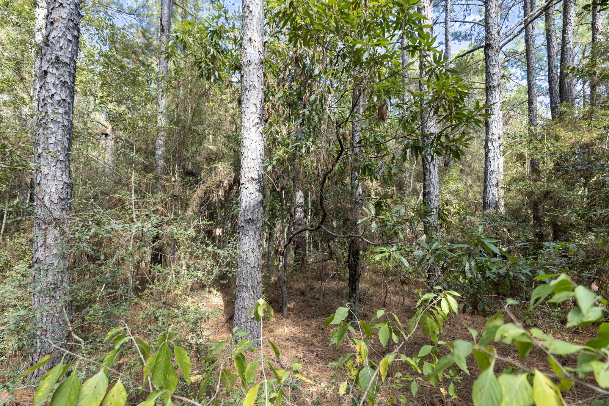 16002 Forest Mill Road, Willis, TX 77378