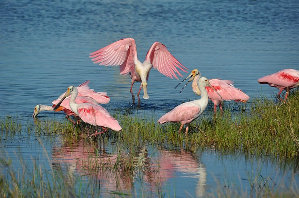 Roseate Spoonbills are amongst the 300 bird species that inhabit Galveston's coastal wetlands.