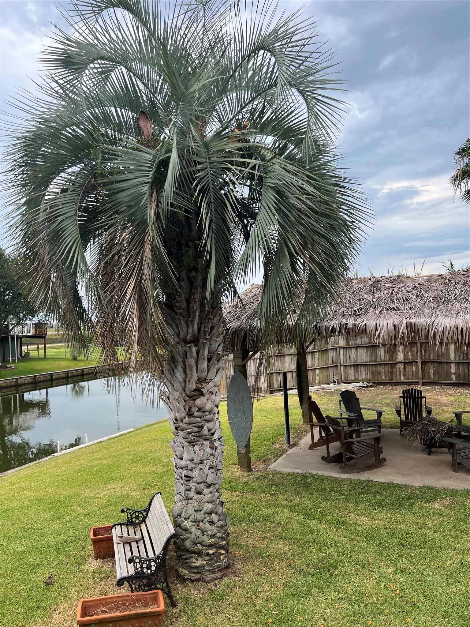 mature palms add to the coastal vibe