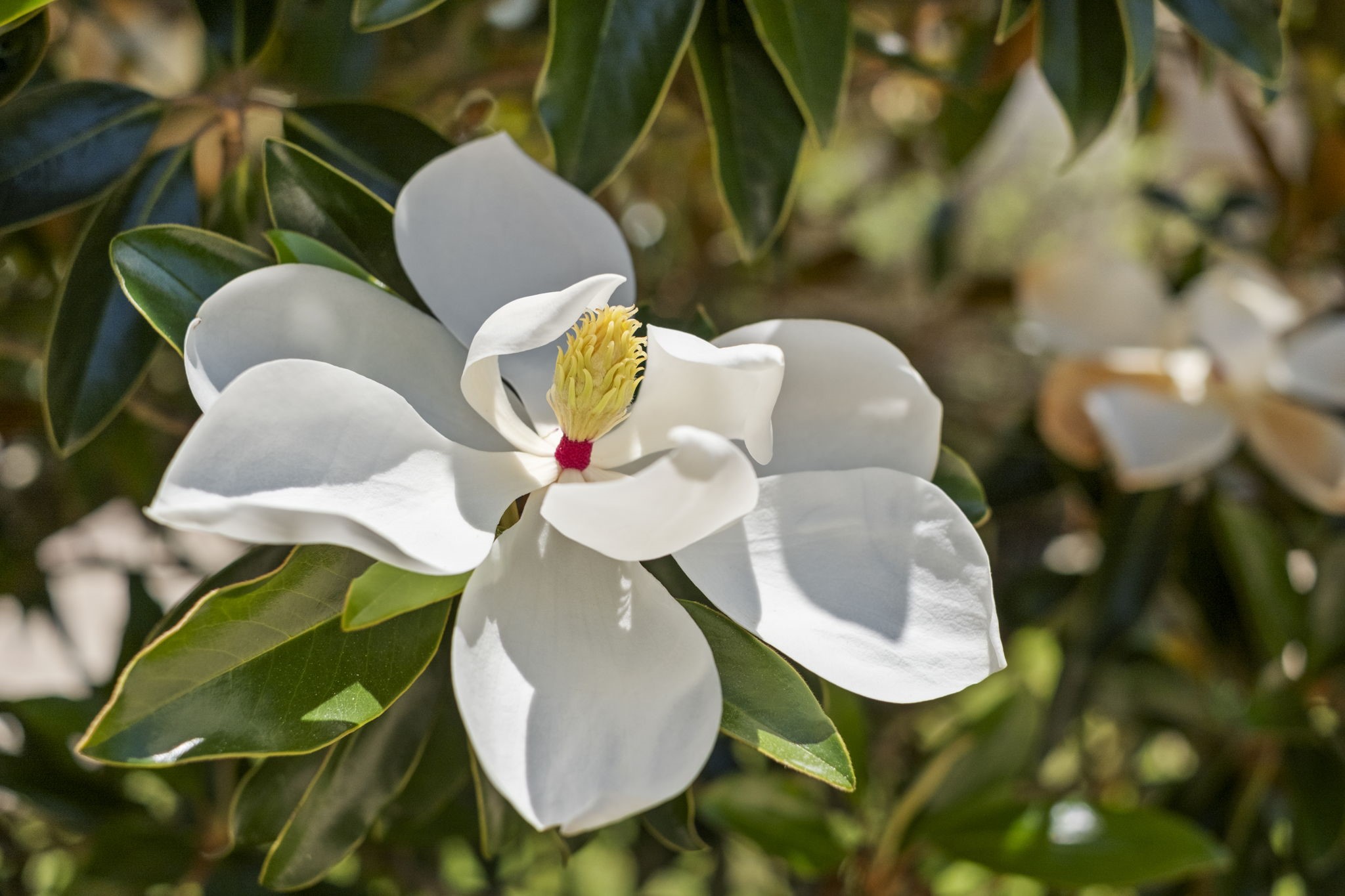 The magnolia trees are so beautiful when in bloom!