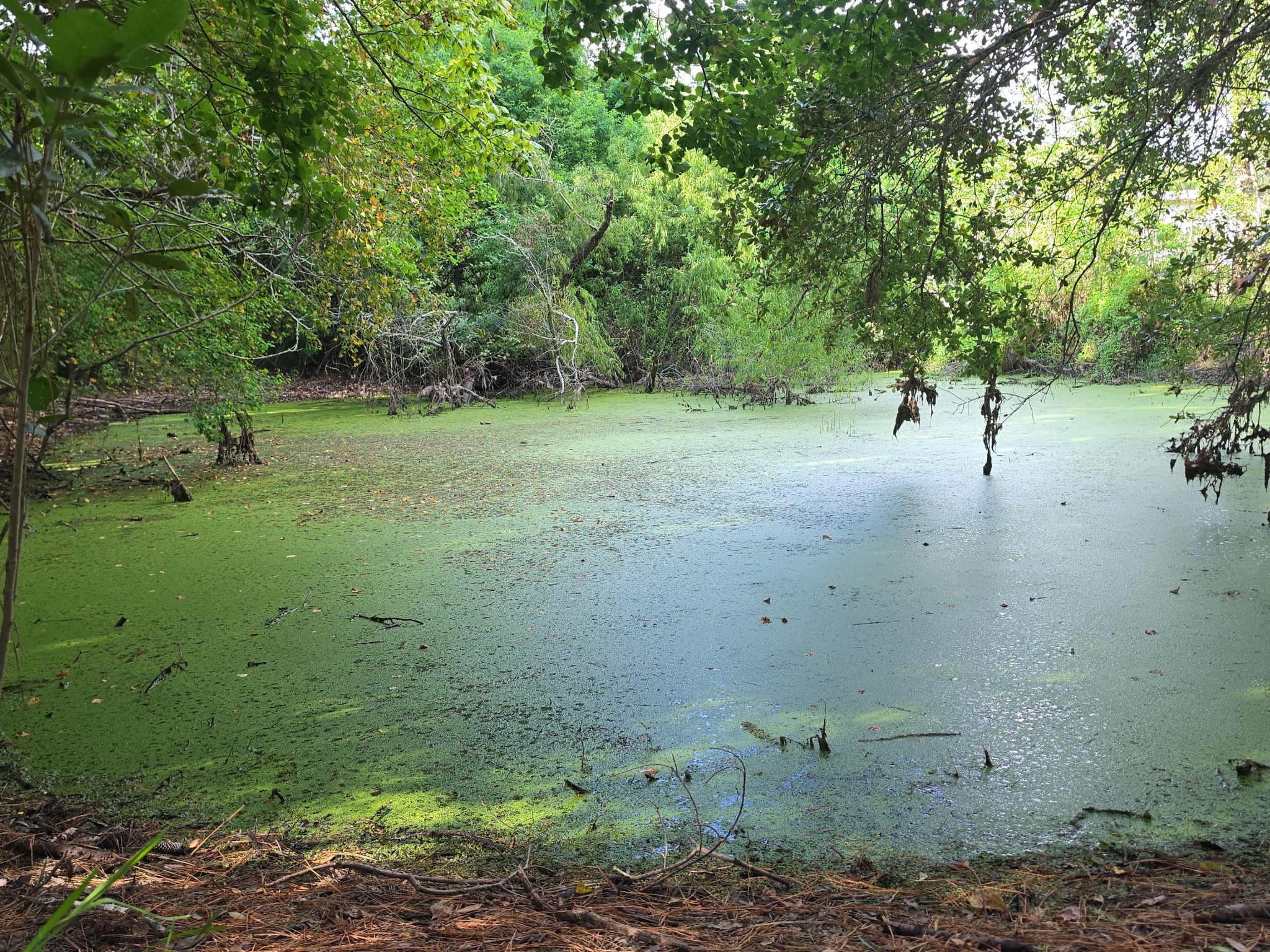 There is also this pond with fish!!