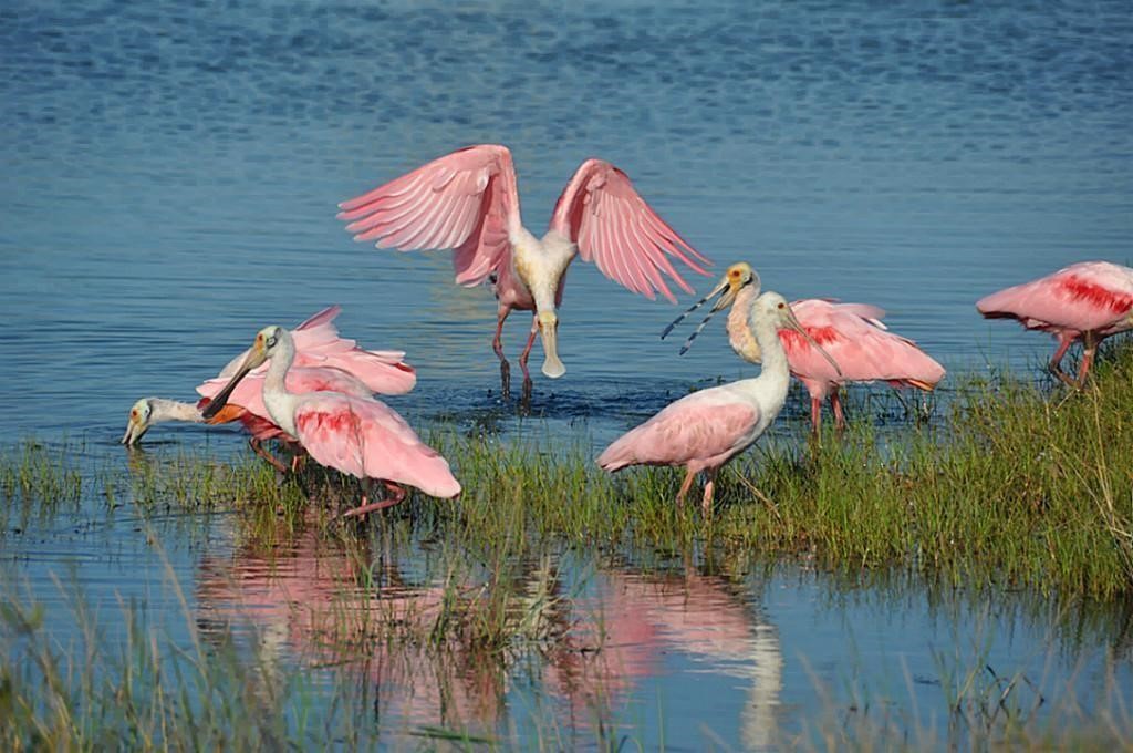 Coastal bird watching