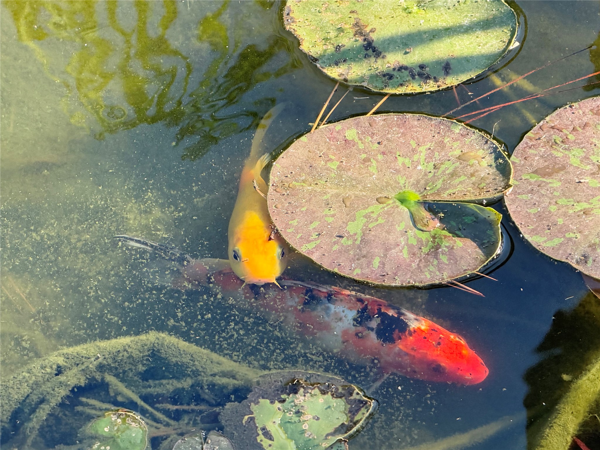 Koi pond is stocked and has an aerator that will stay Koi pond is stocked and has an aerator that will stay