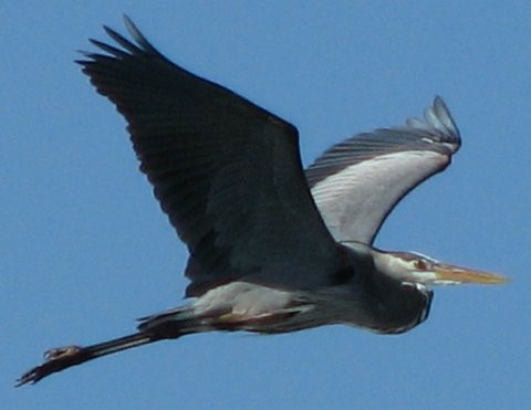 Year round bird watching