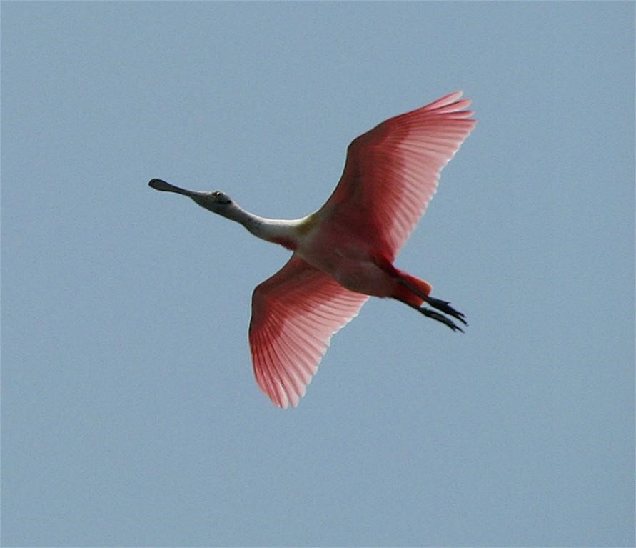 Coastal bird watching