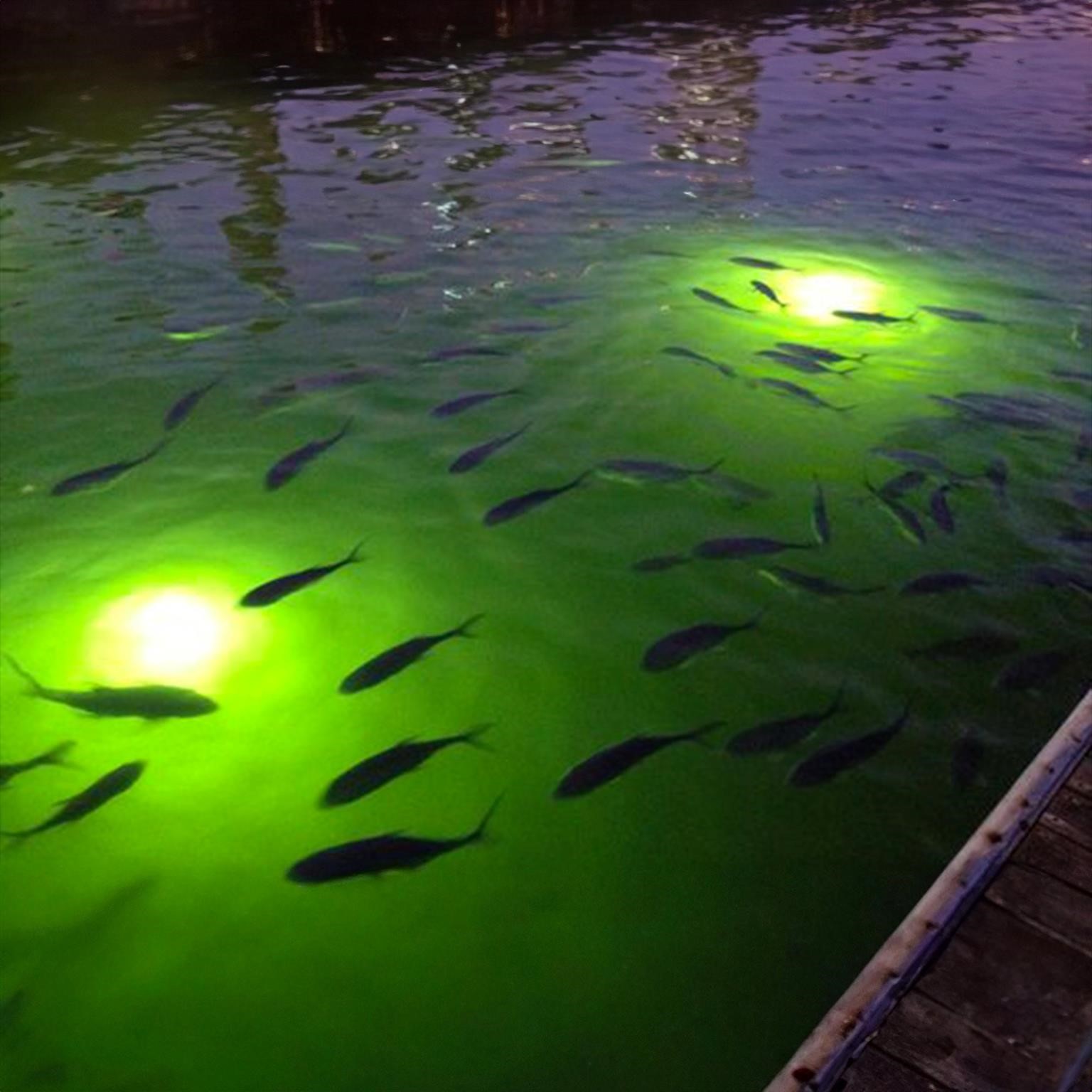 Excellent fishing year round
