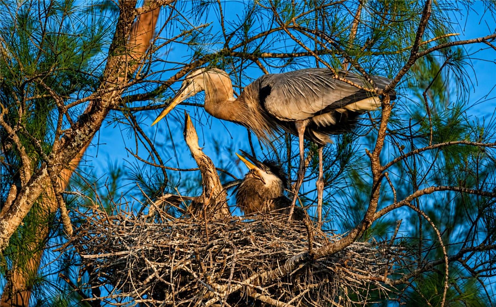 Mt Vernon wildlife nesting