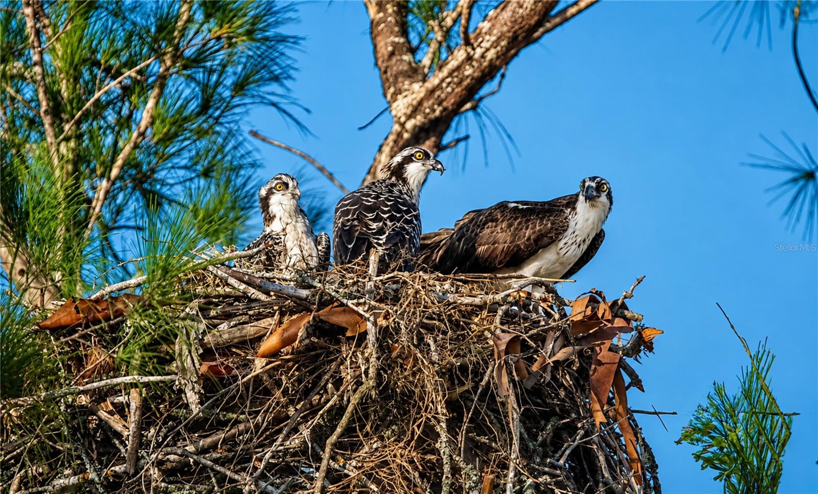 Mt Vernon wildlife nesting